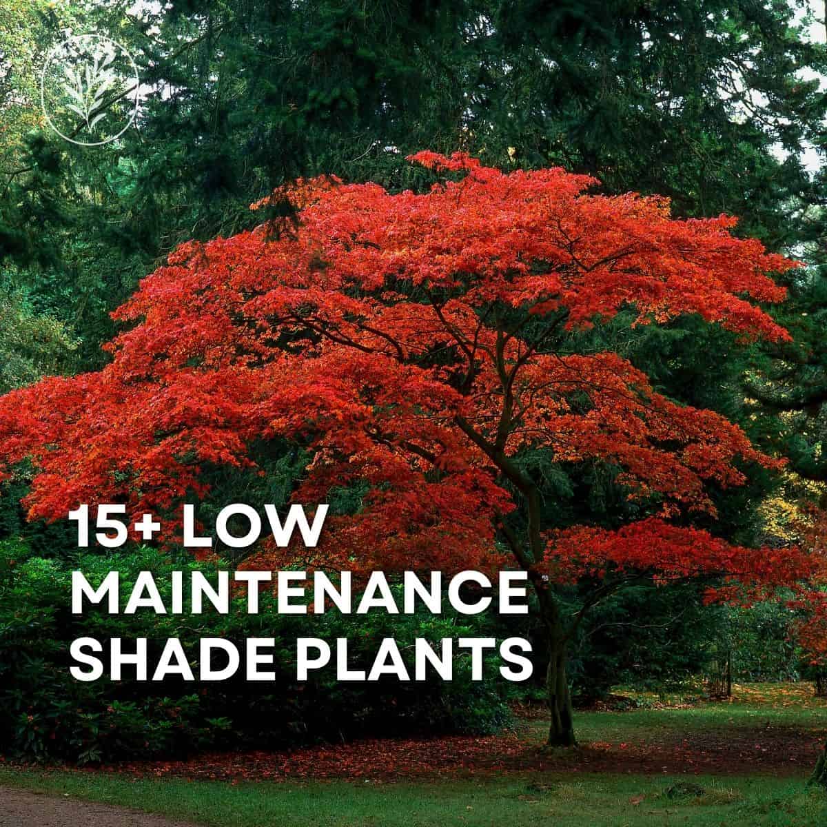 15 low maintenance shade plants - instagram via @home4theharvest
