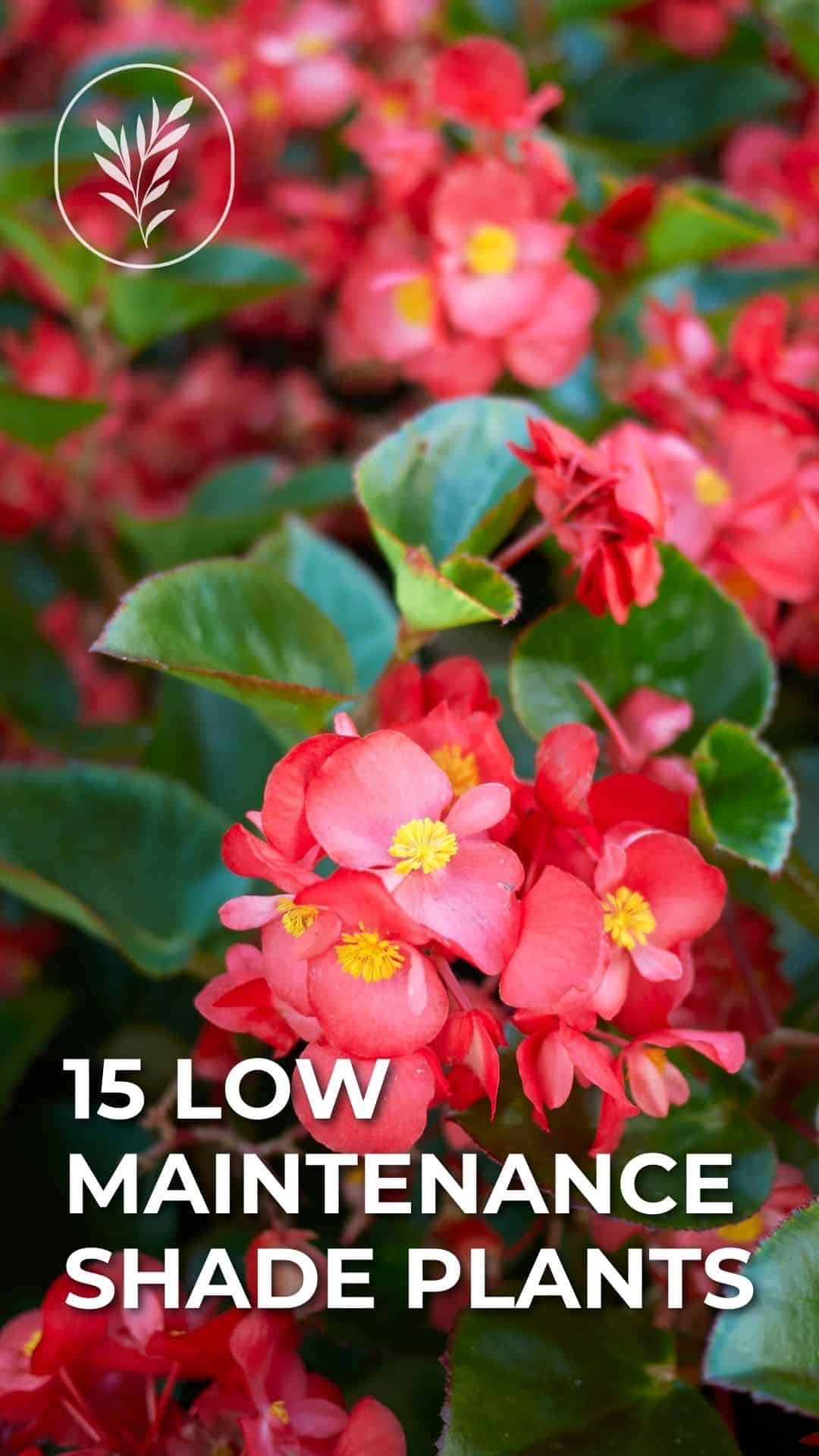15 low maintenance shade plants - story via @home4theharvest