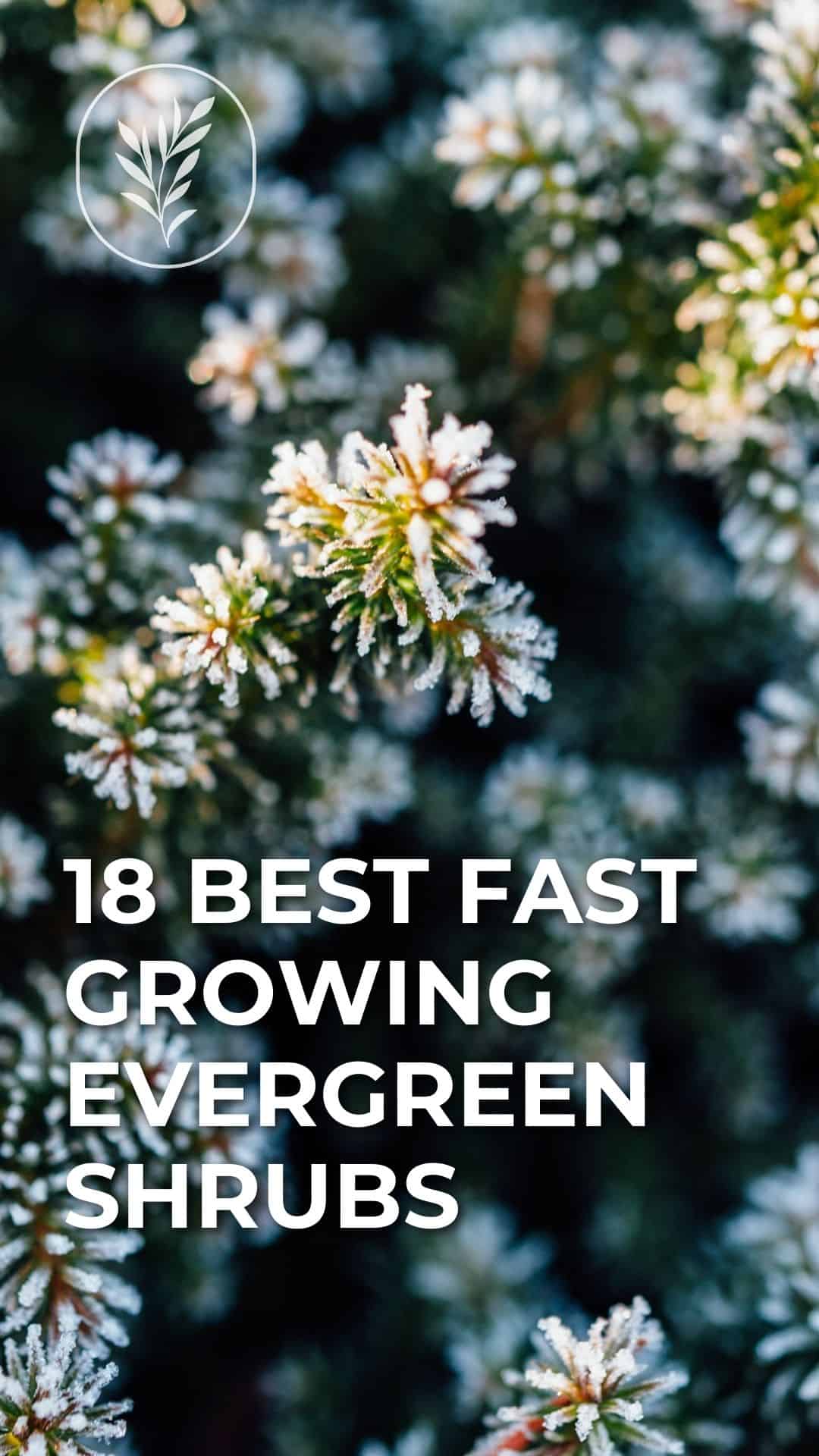 18 best fast growing evergreen shrubs - story via @home4theharvest