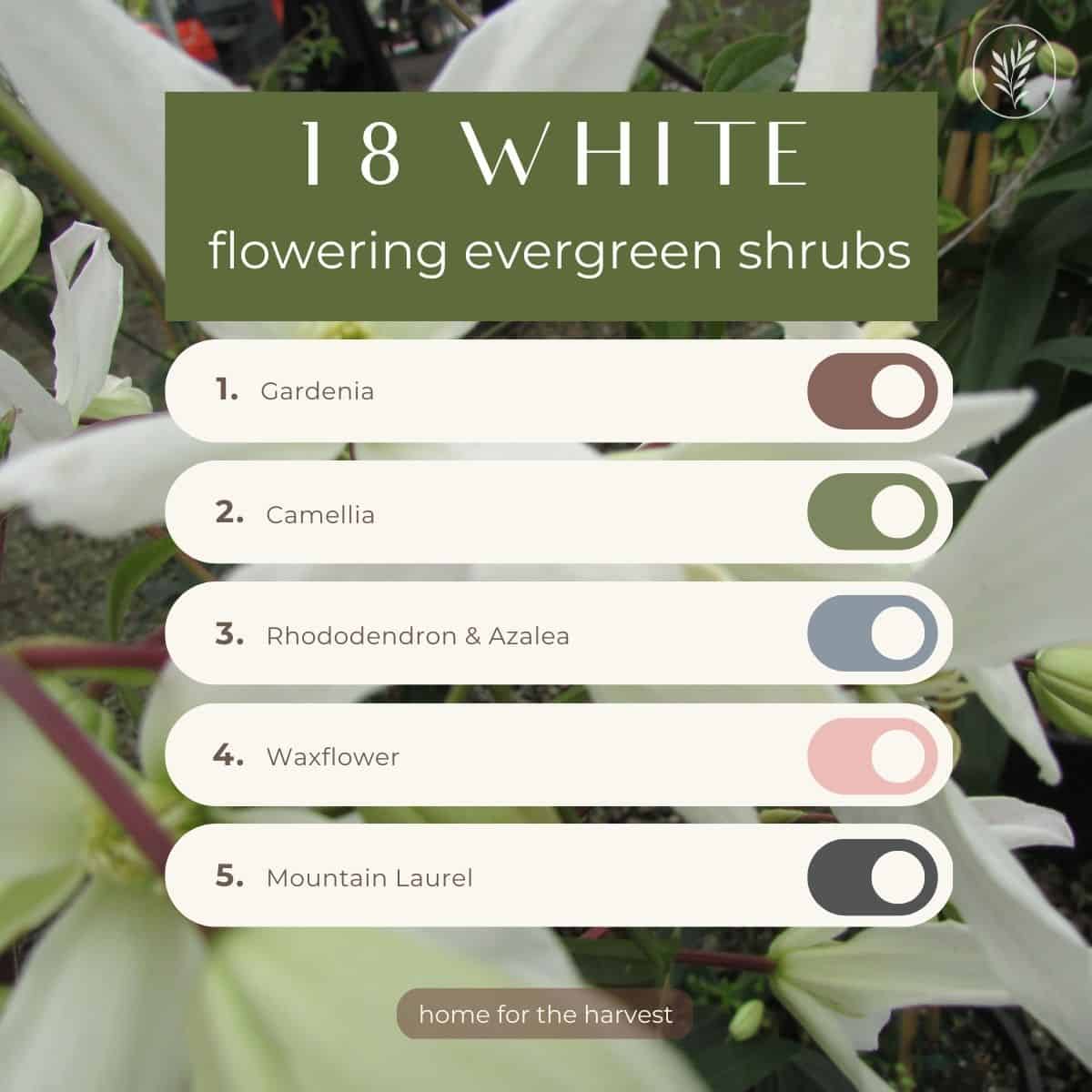 18 white flowering evergreen shrubs - instagram via @home4theharvest