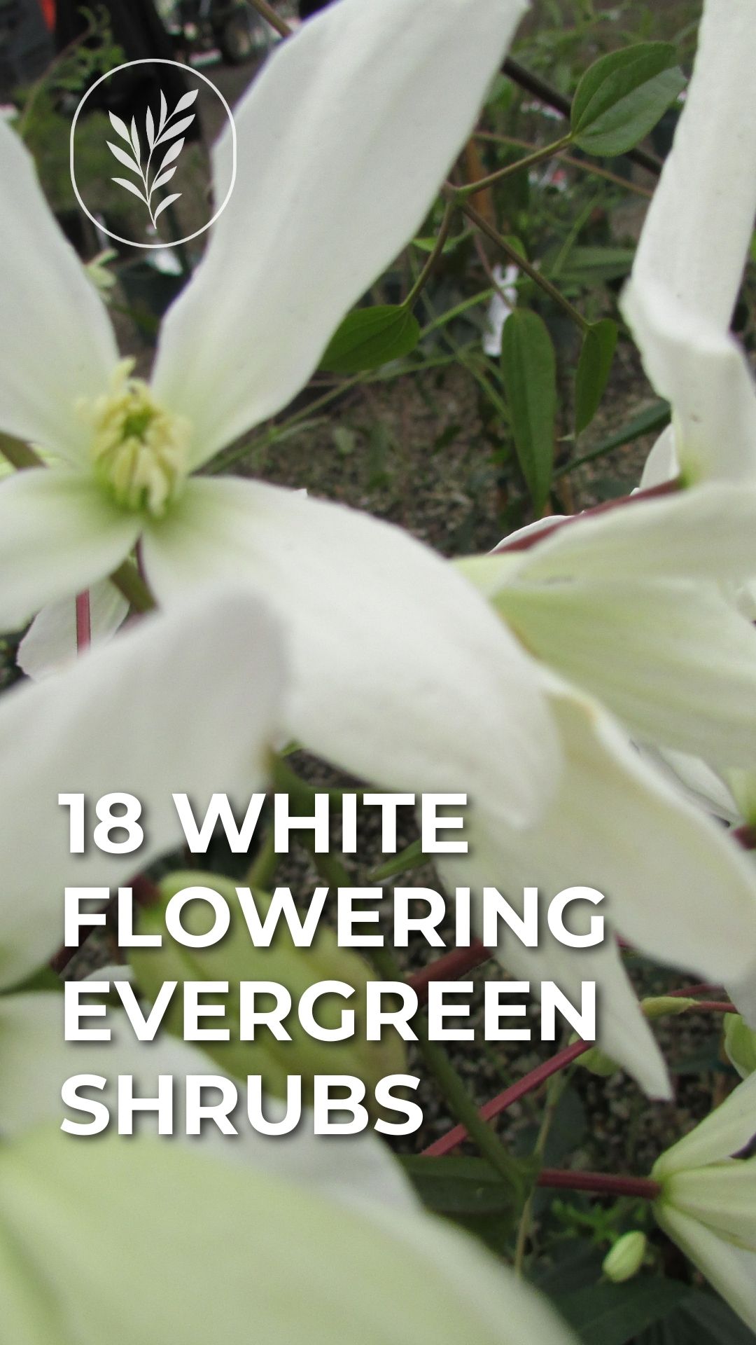 18 white flowering evergreen shrubs - story via @home4theharvest