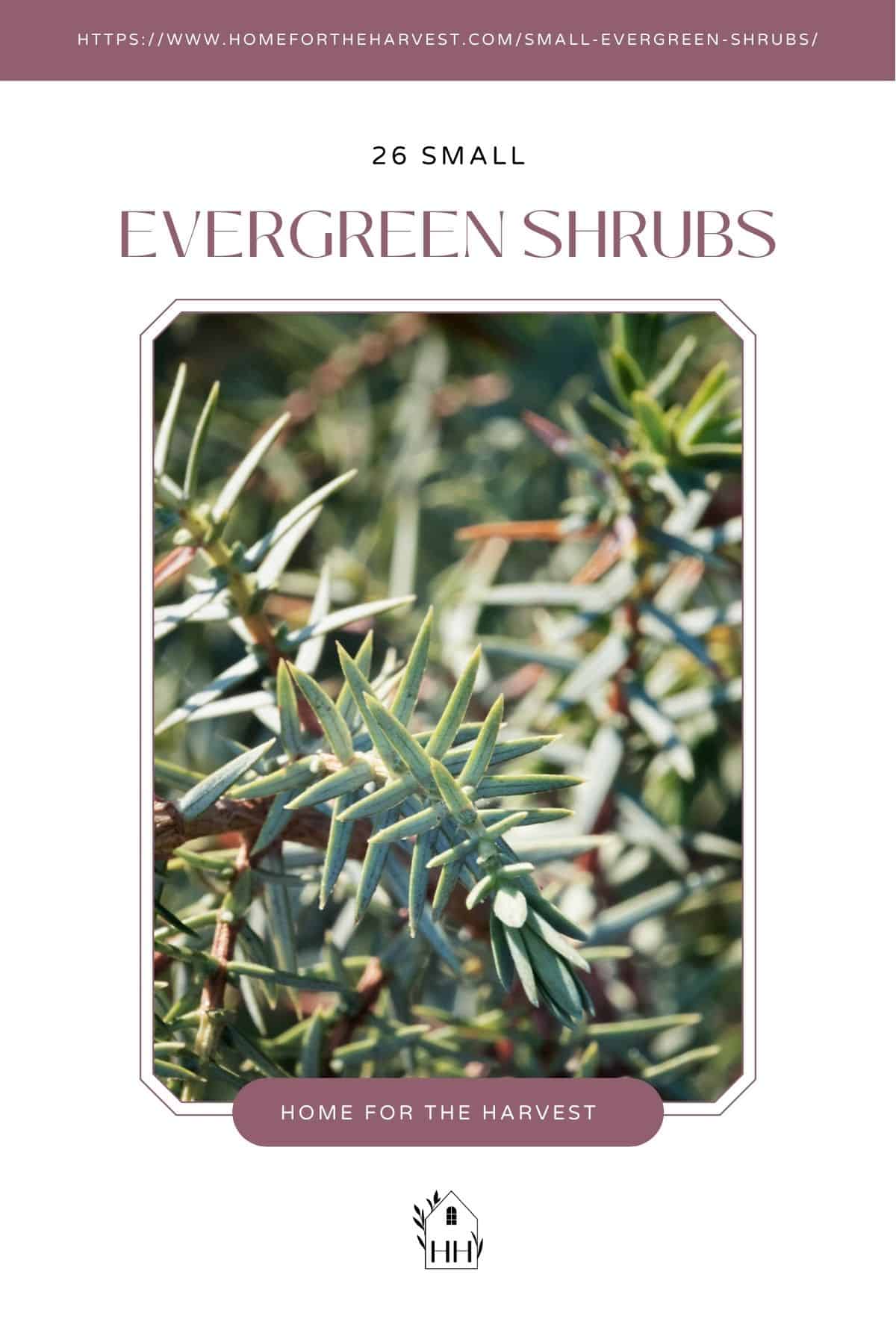 26 small evergreen shrubs to consider - pinterest via @home4theharvest
