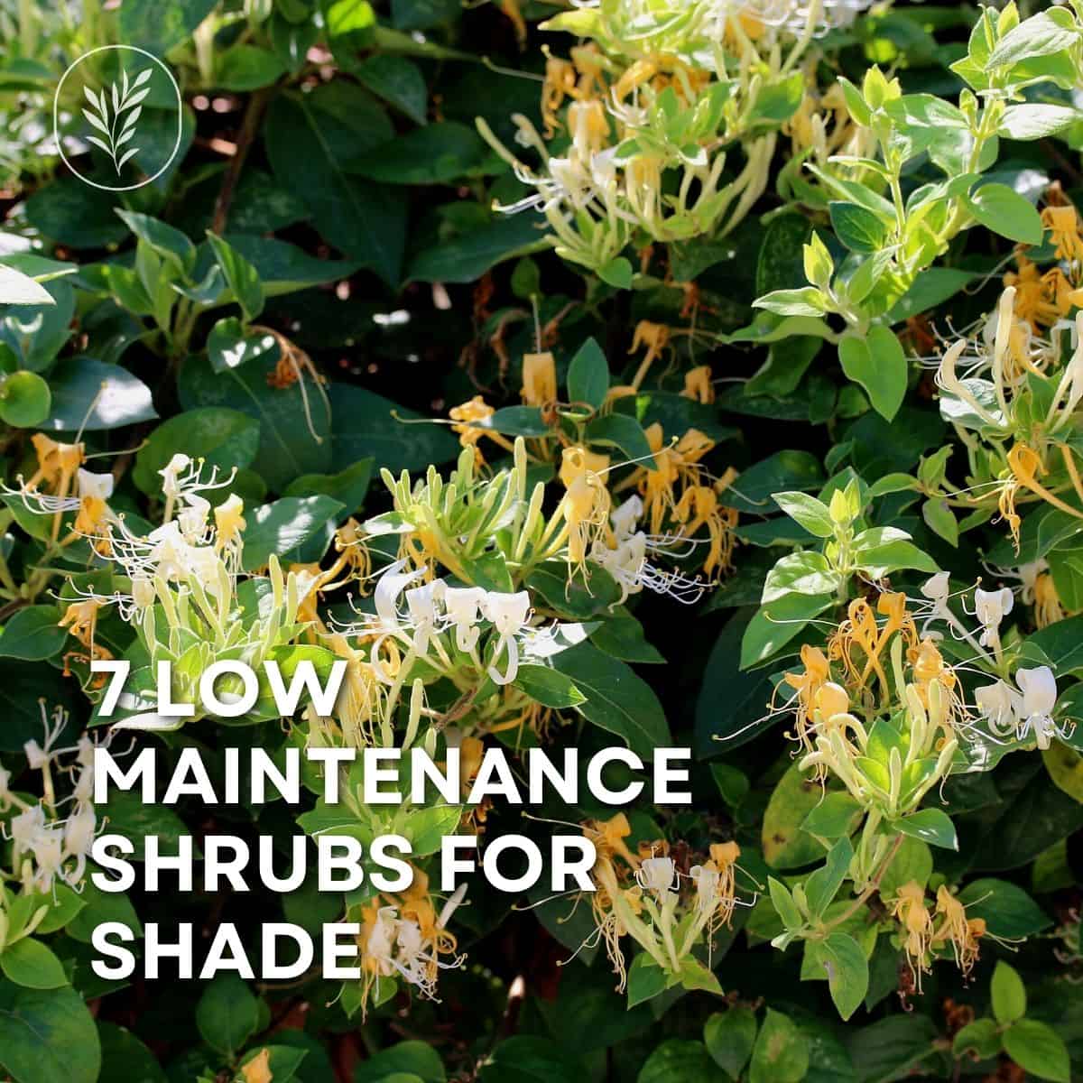 7 low maintenance shrubs for shade via @home4theharvest