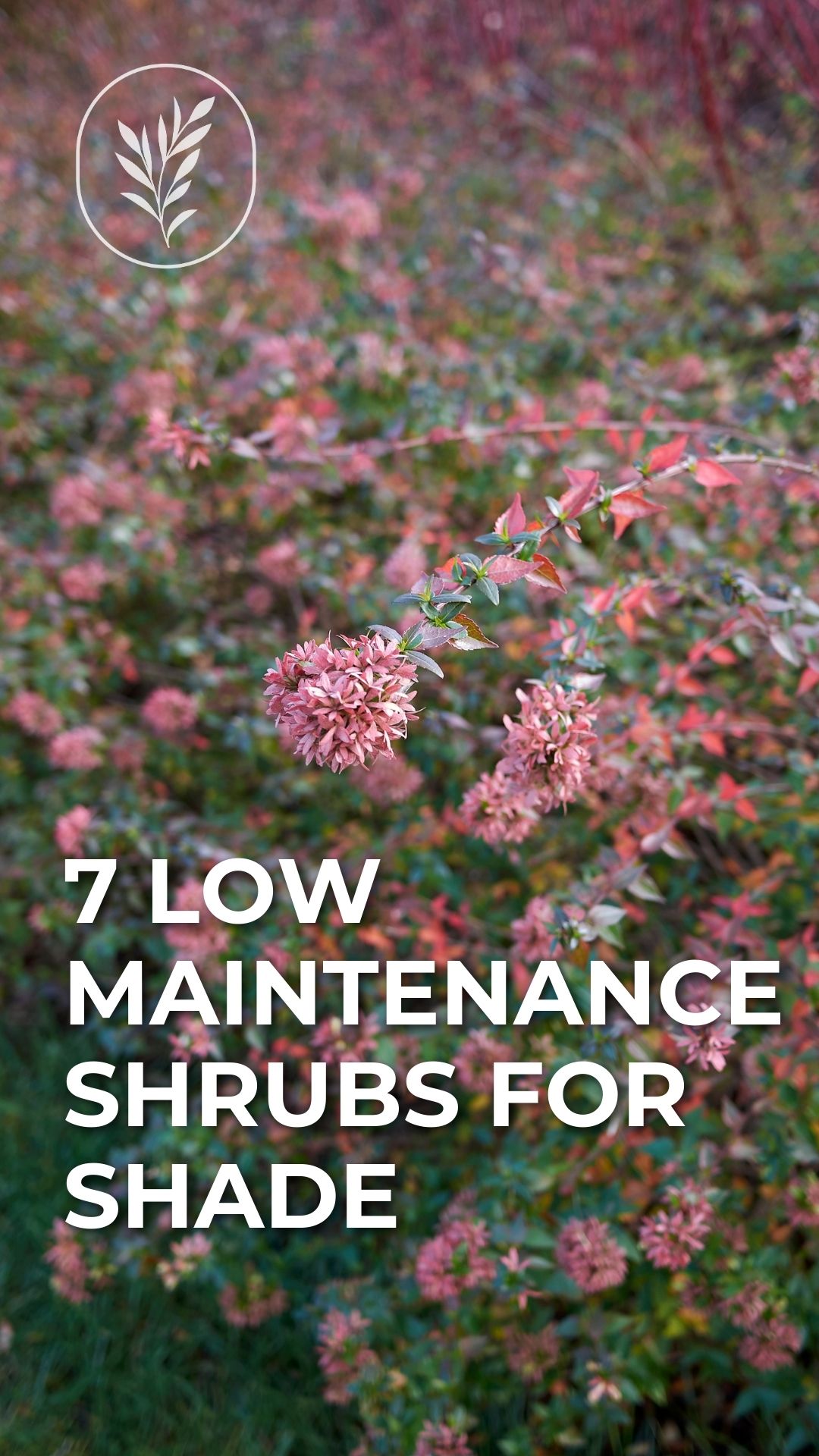7 low maintenance shrubs for shade - story via @home4theharvest