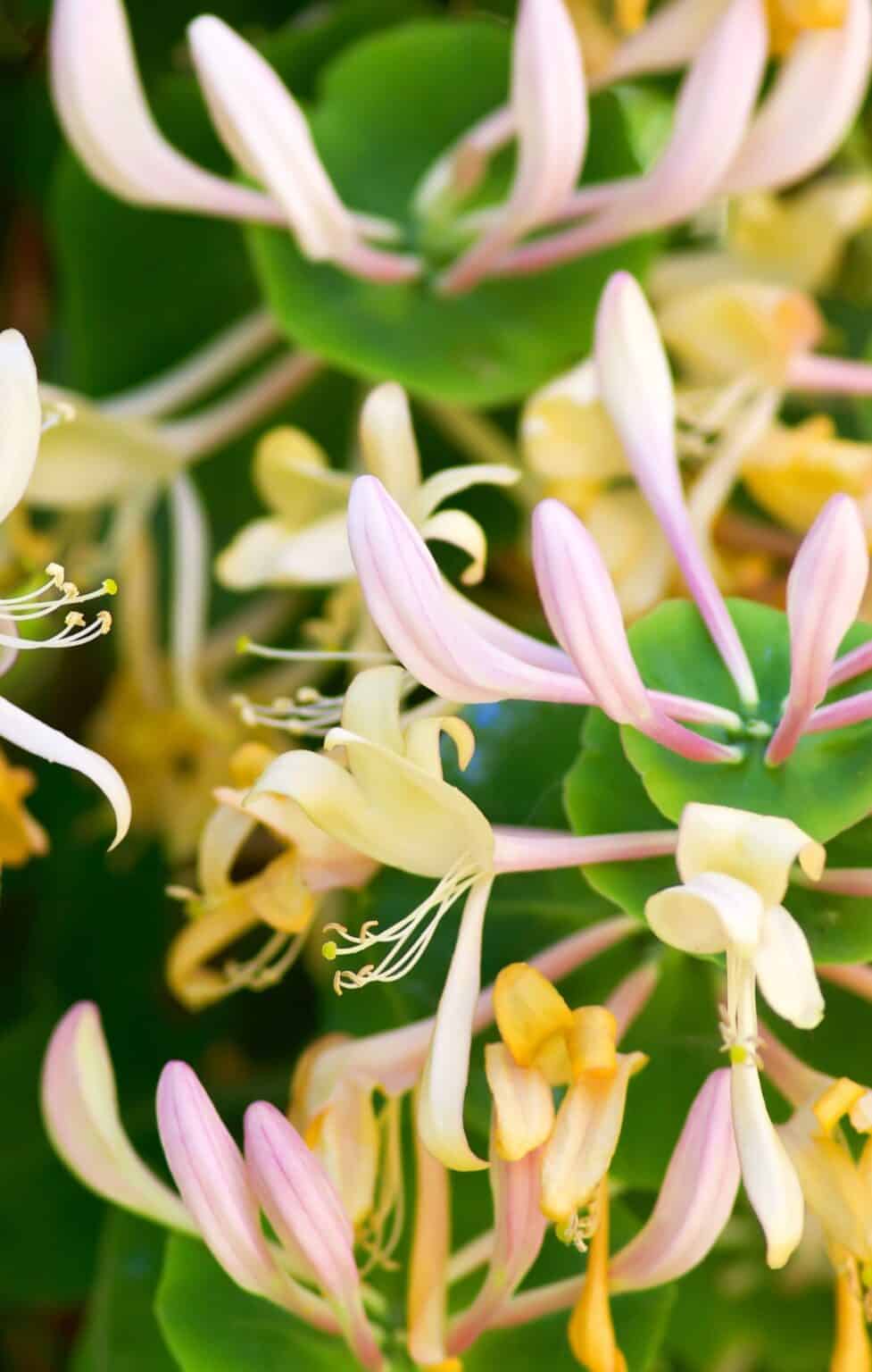 7 low maintenance shrubs for shade 🍂🌲 Less sun, more fun