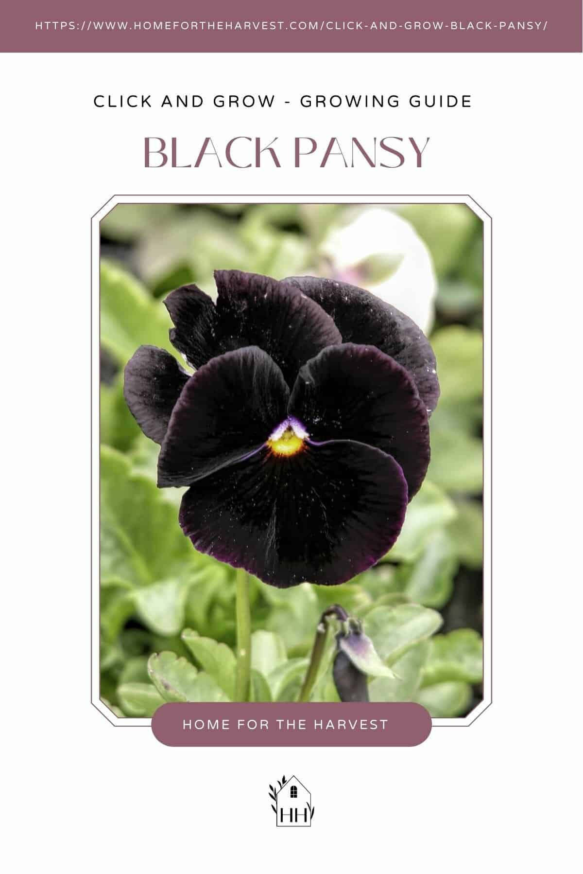 Click and grow - black pansy growing guide - pinterest via @home4theharvest