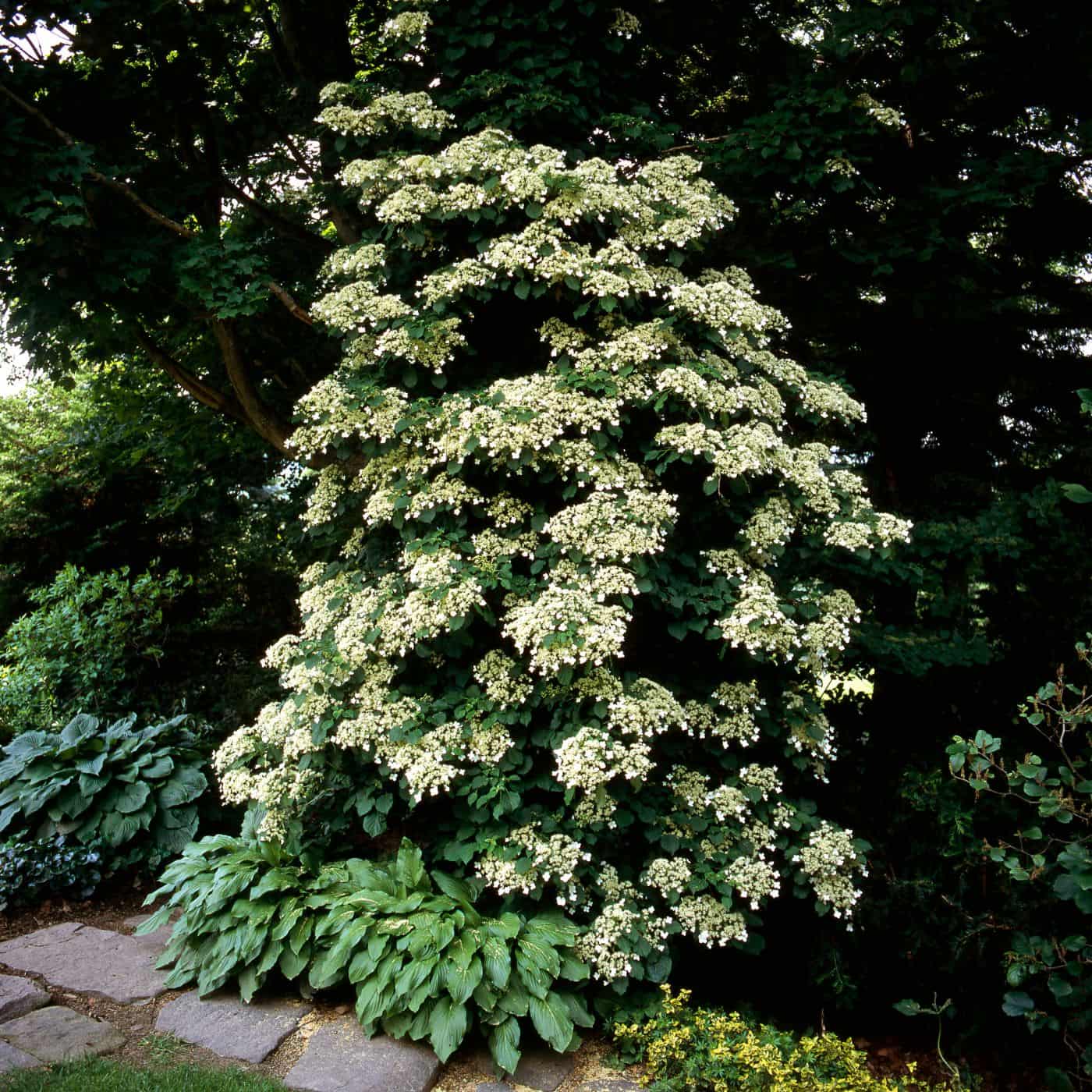 Climbing hydrangea in the garden with hostas and shade trees