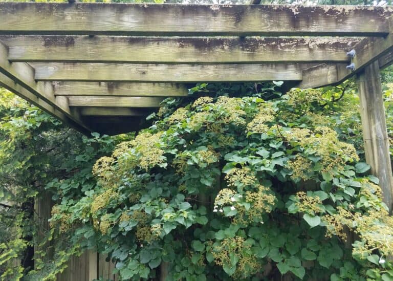 Grow a beautiful climbing hydrangea on a trellis