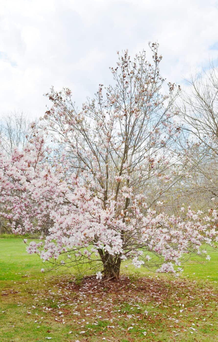 How big do magnolia trees get?