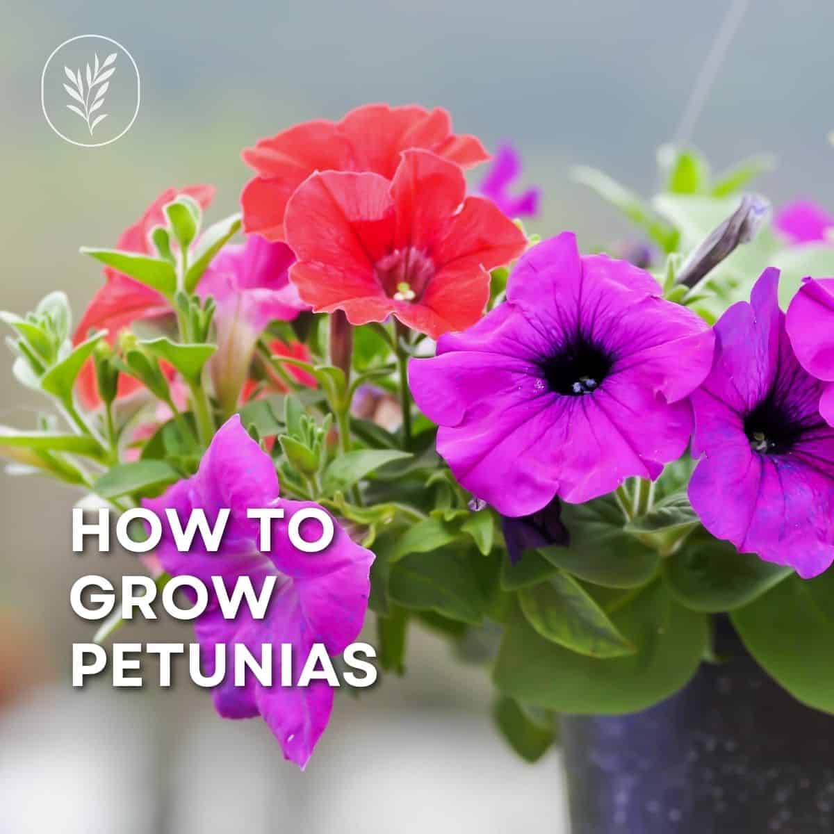 How to grow petunias via @home4theharvest