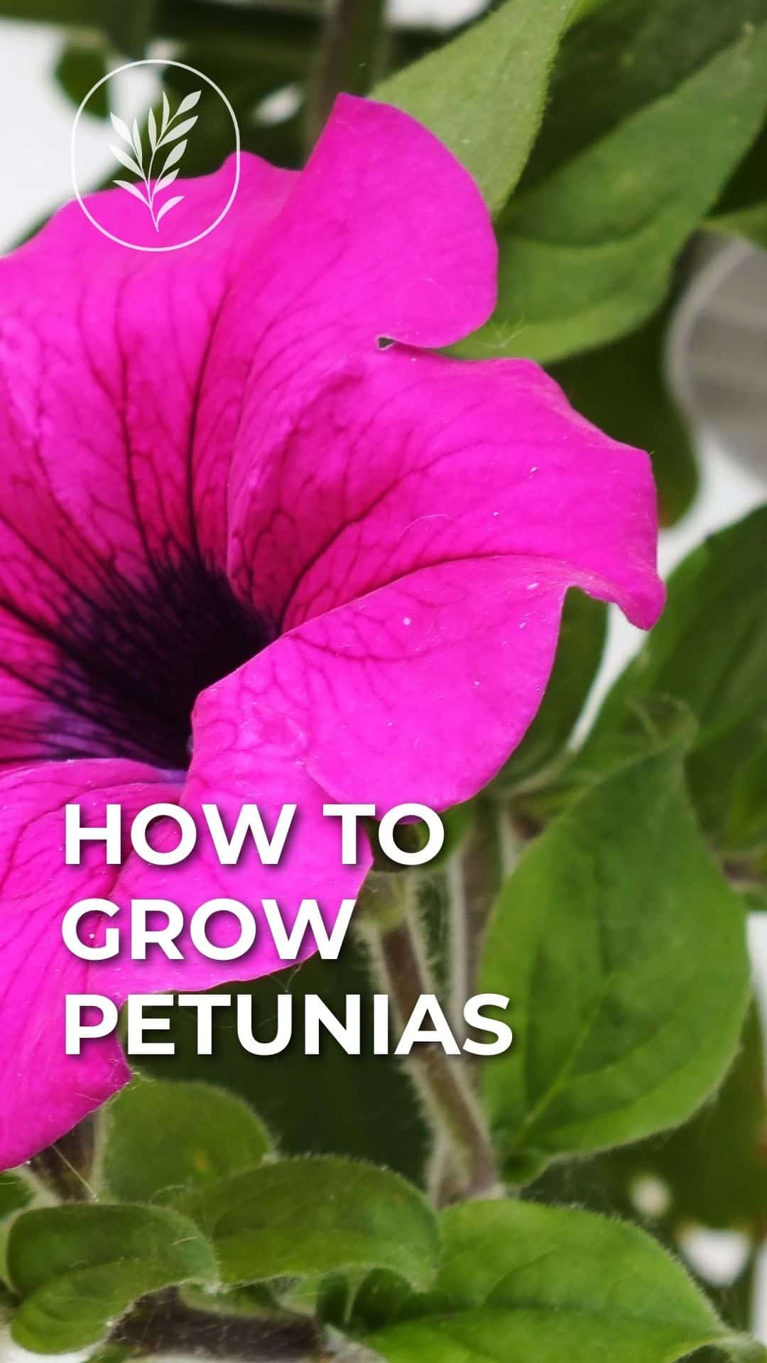 How to grow petunias - story via @home4theharvest