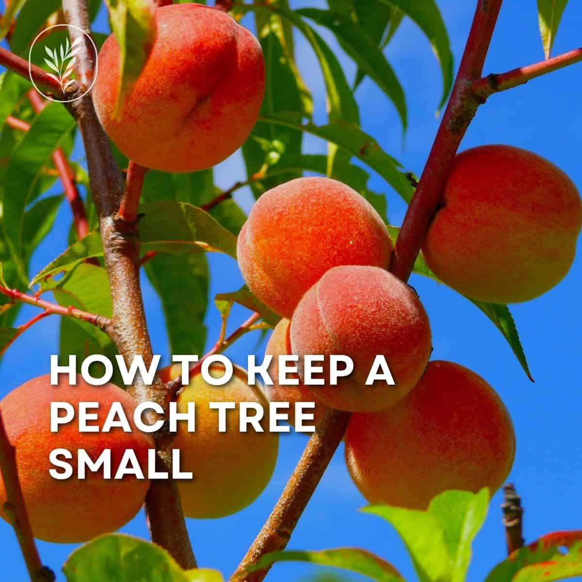 How to keep a peach tree small - instagram via @home4theharvest