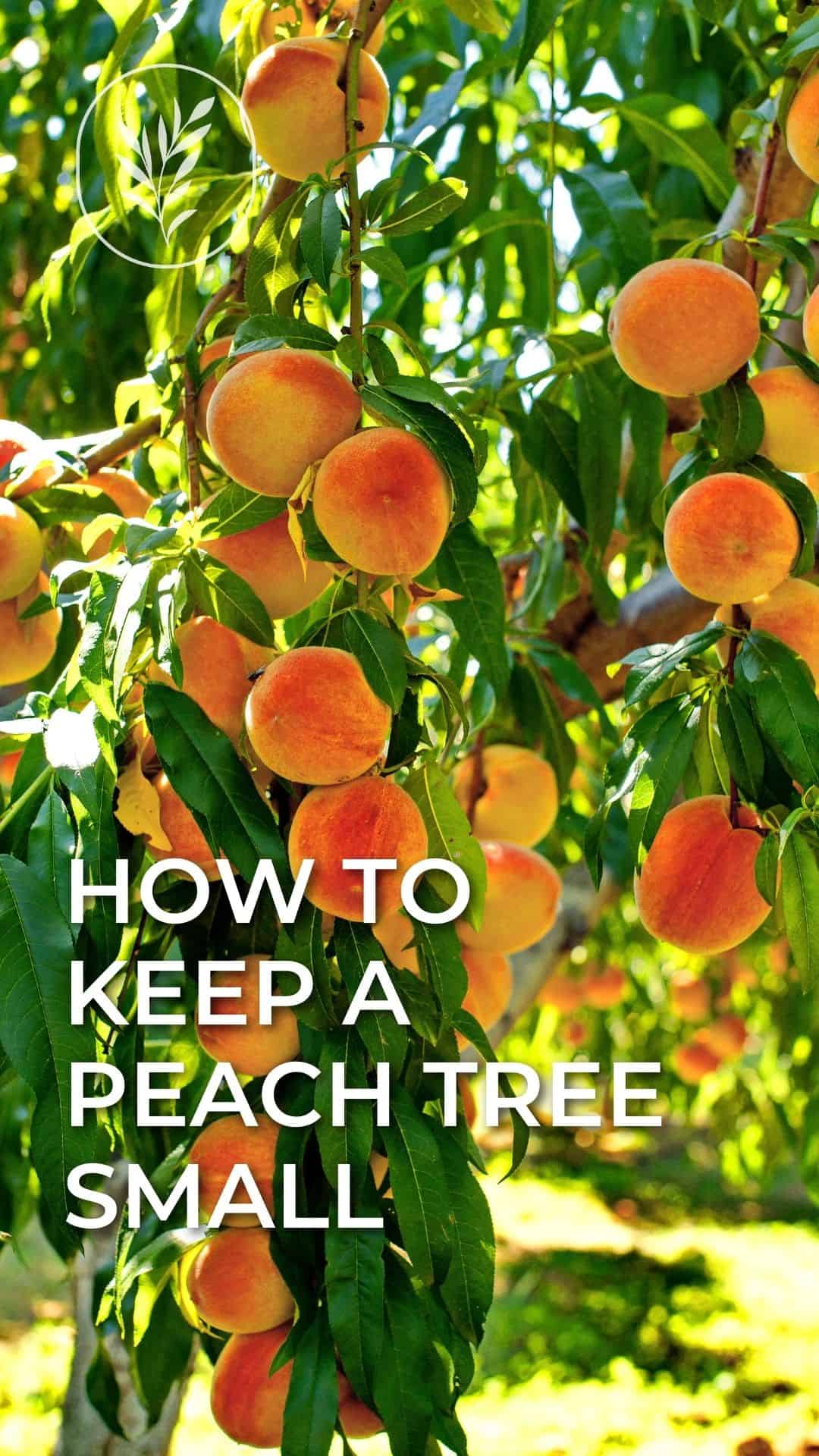 How to keep a peach tree small - story via @home4theharvest