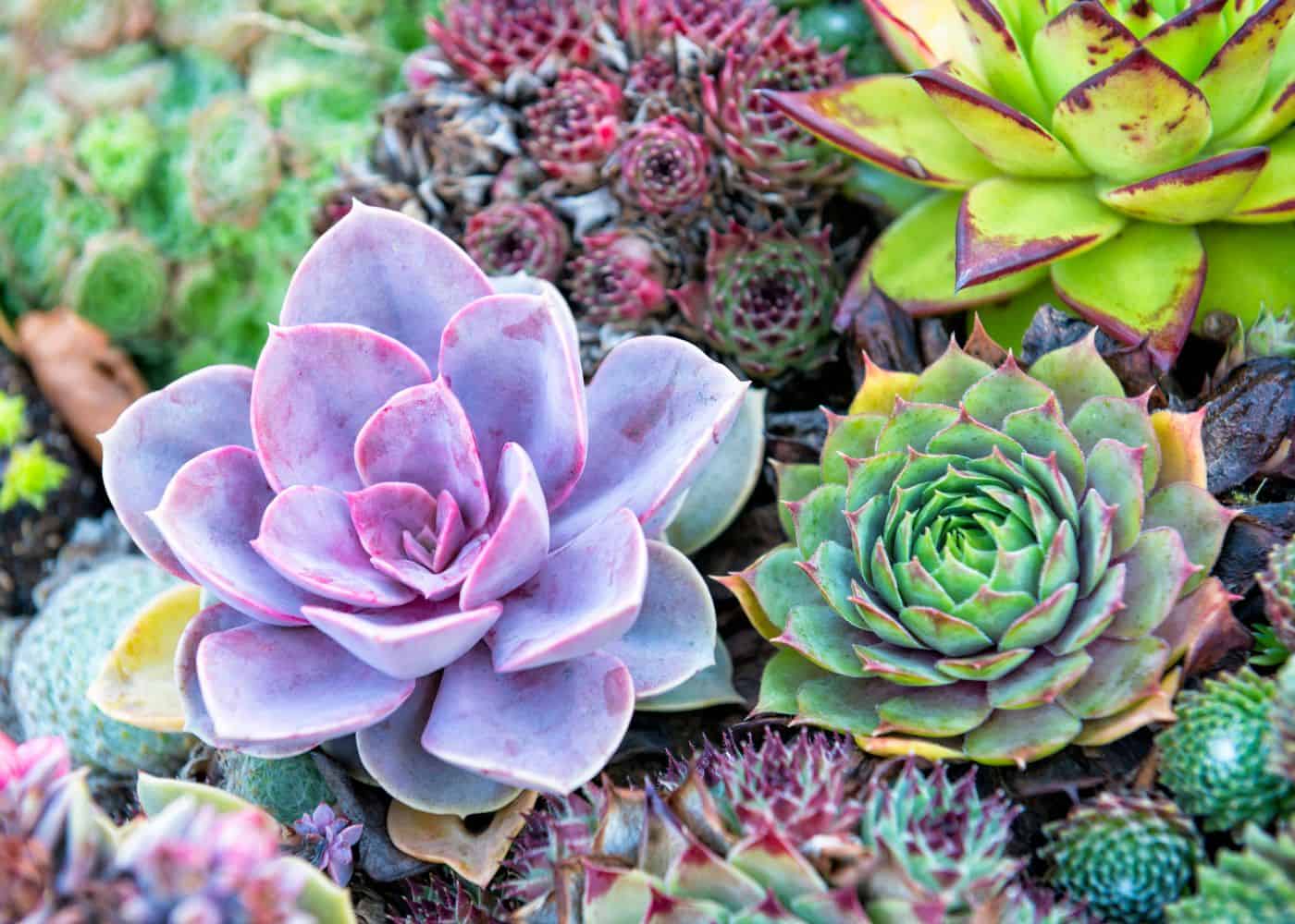 15 flower garden ideas 🌼 🌸 Cultivate a blooming paradise in your backyard