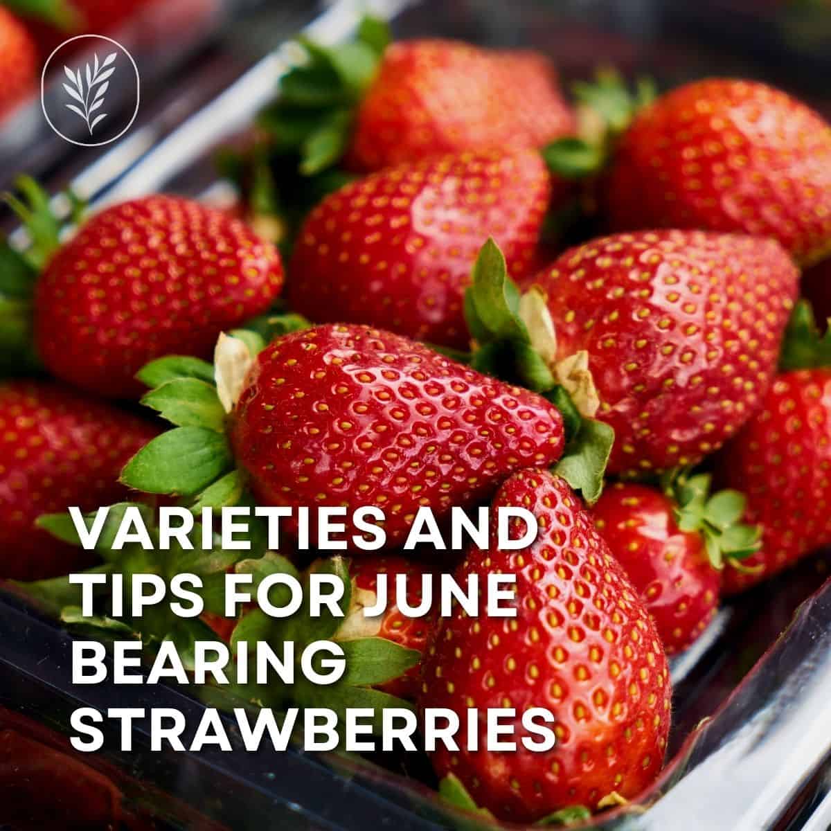 Varieties and tips for june bearing strawberries - instagram via @home4theharvest