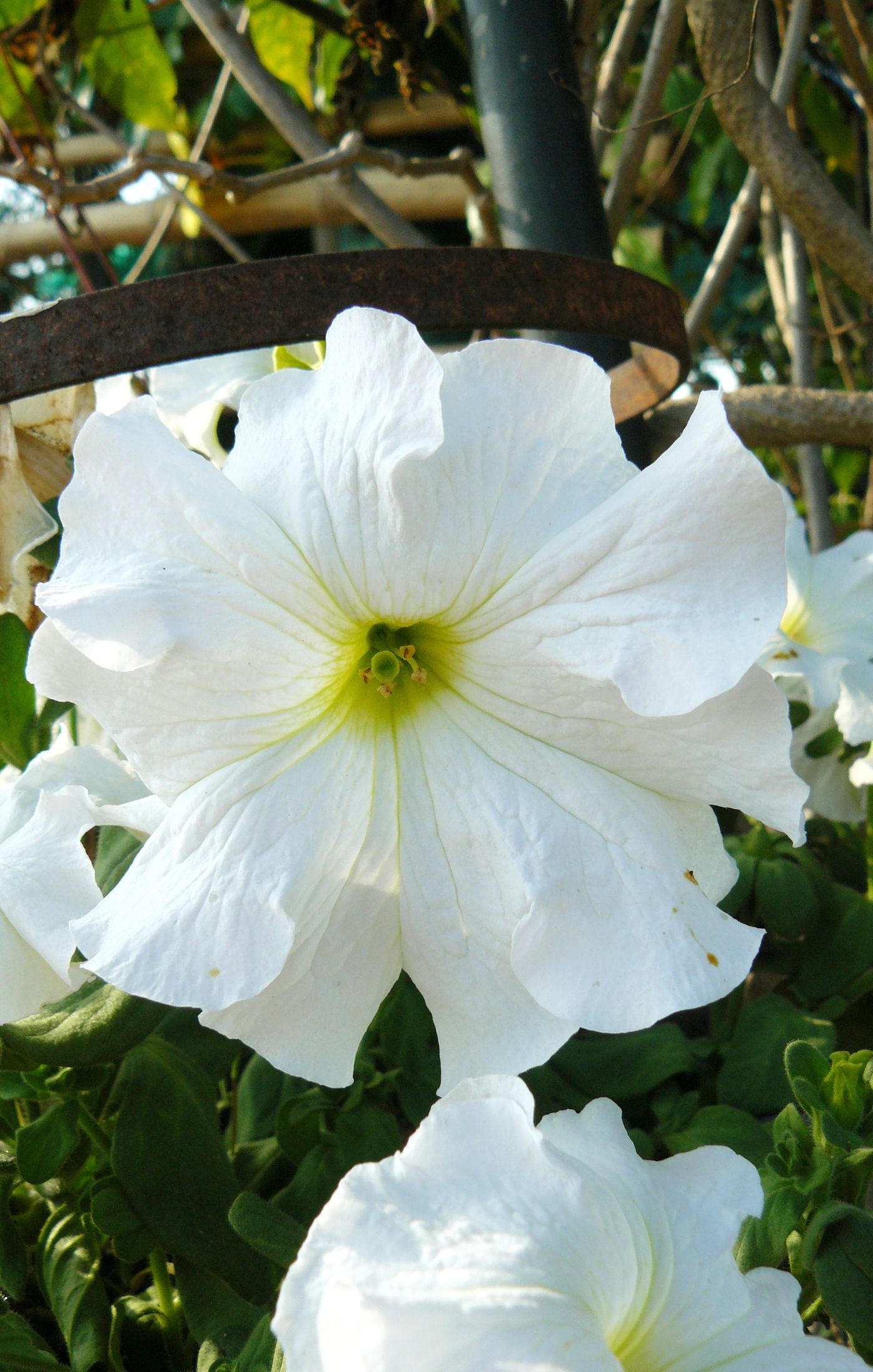 How to grow petunias - white petunias