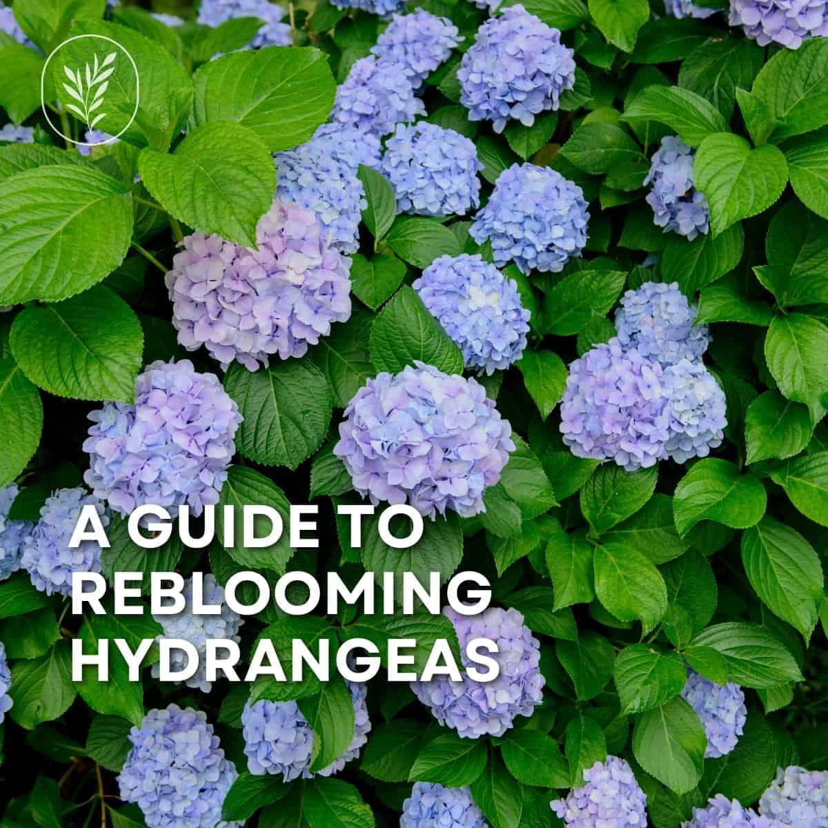 Reblooming hydrangea basics, types, brands, and cultivars via @home4theharvest