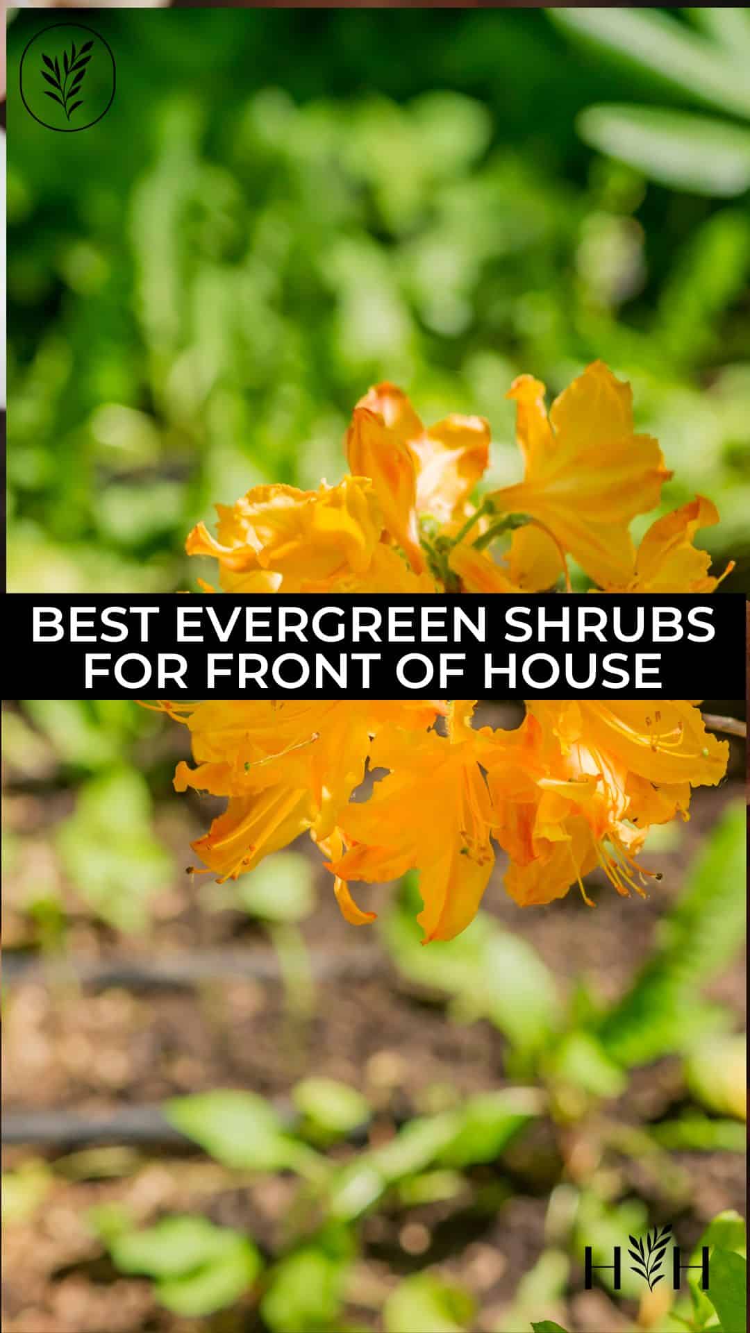 Best evergreen shrubs for front of house via @home4theharvest