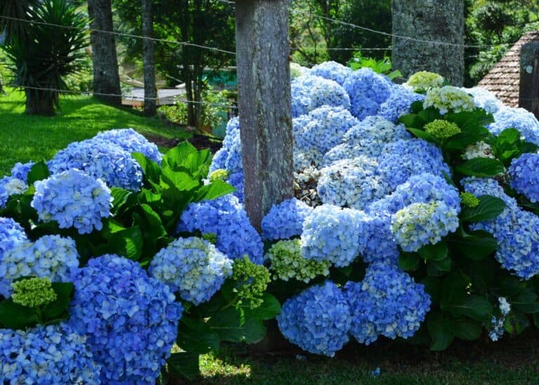26 blue hydrangea varieties to consider