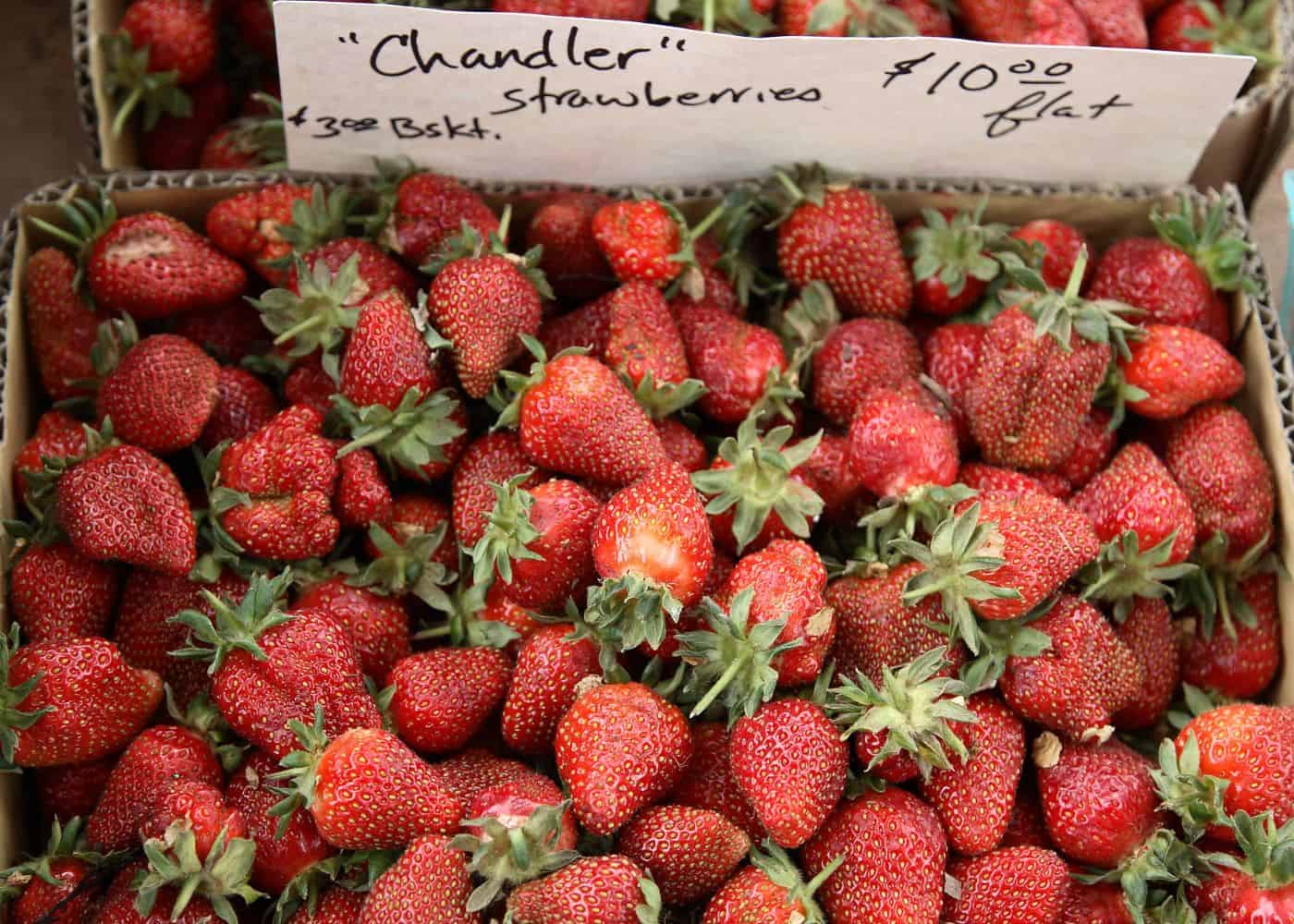 Chandler strawberries