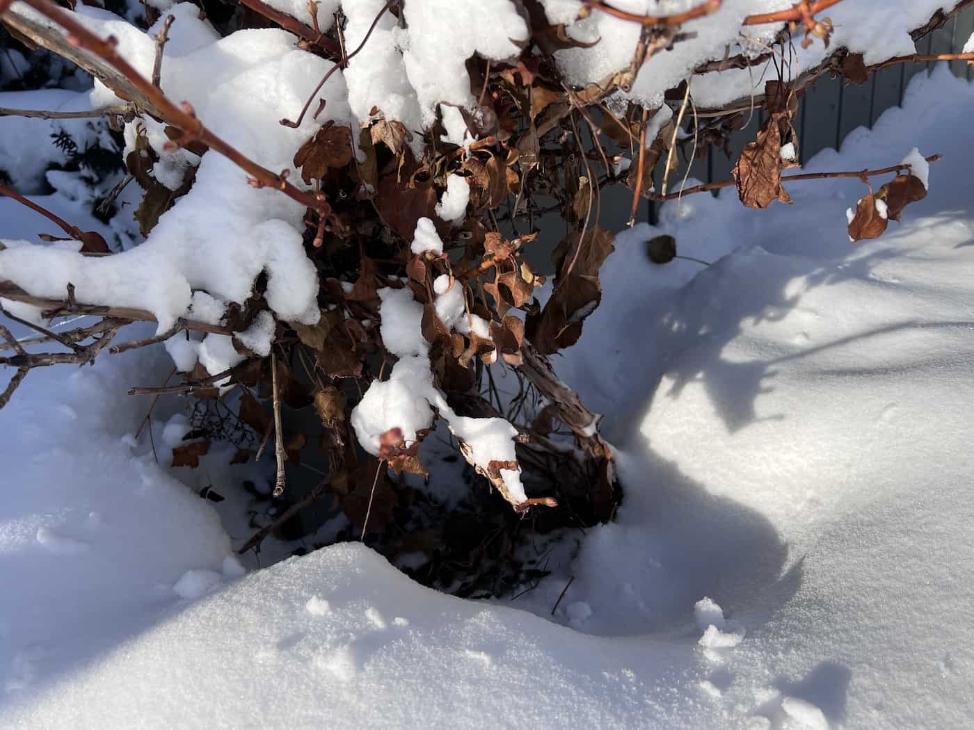 Climbing hydrangea base covered in snow in winter