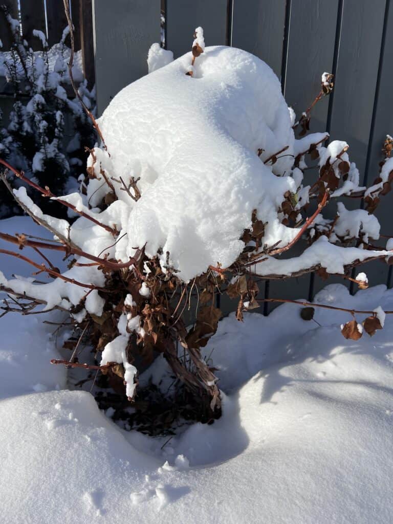 Climbing hydrangea winter care and cold weather tips