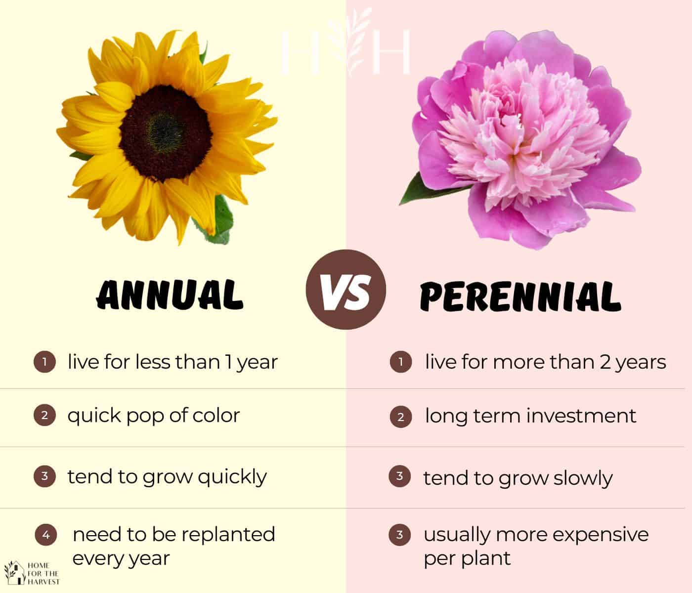 Comparison list between annuals and perennials