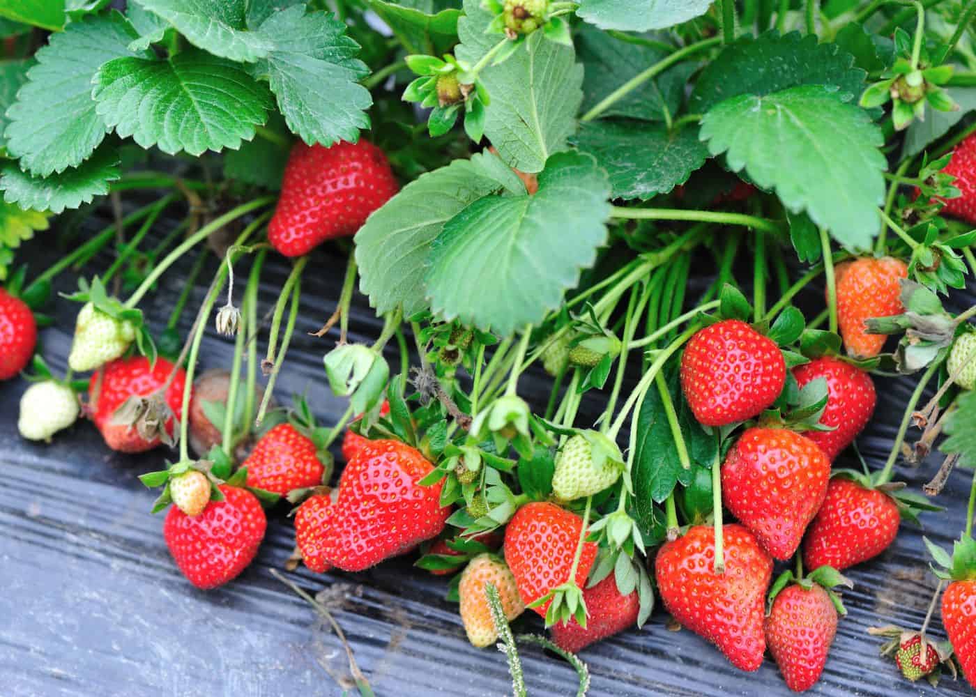 Day neutral strawberries in hill system