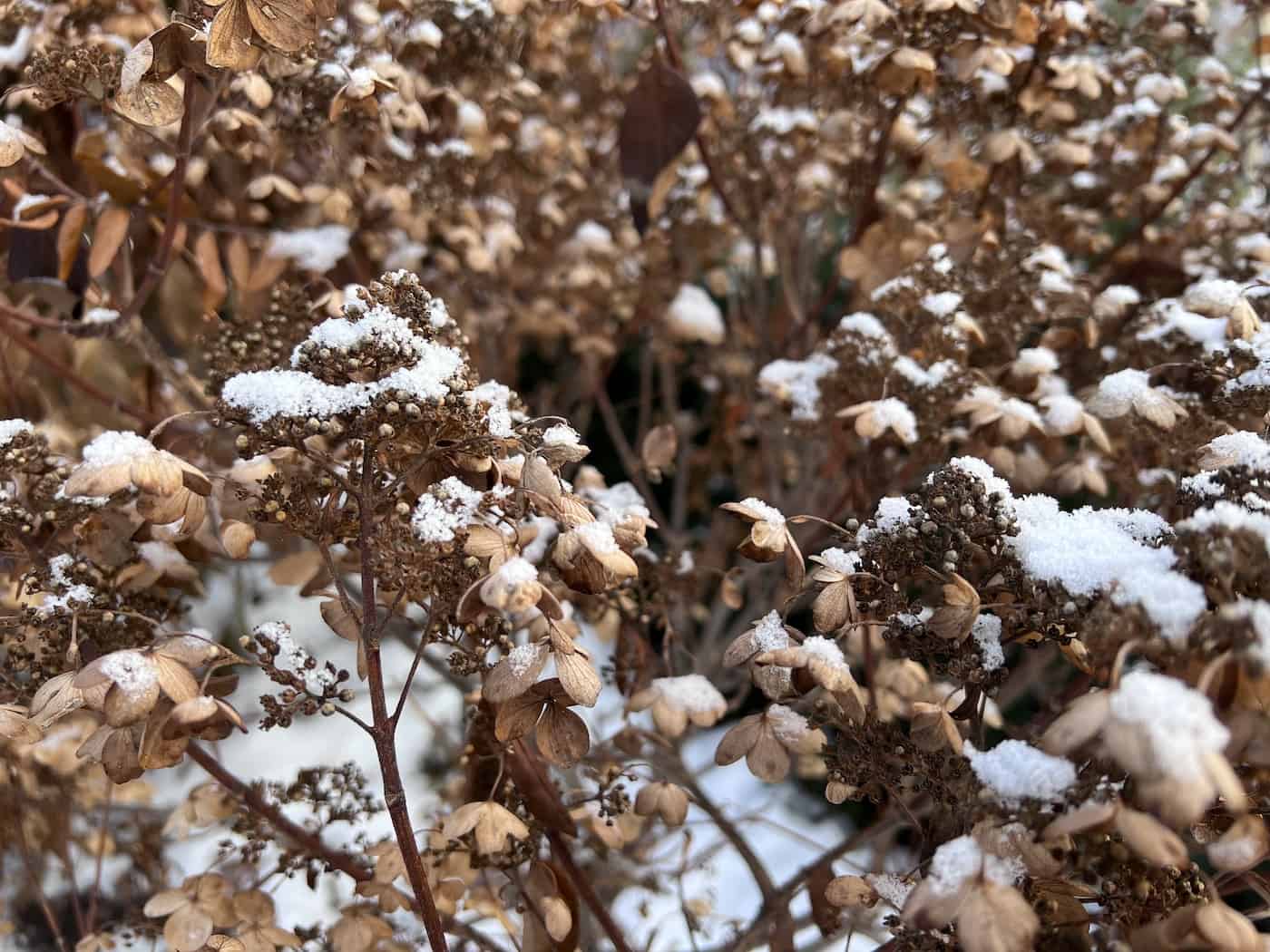 Dried hydrangea flowers in snow