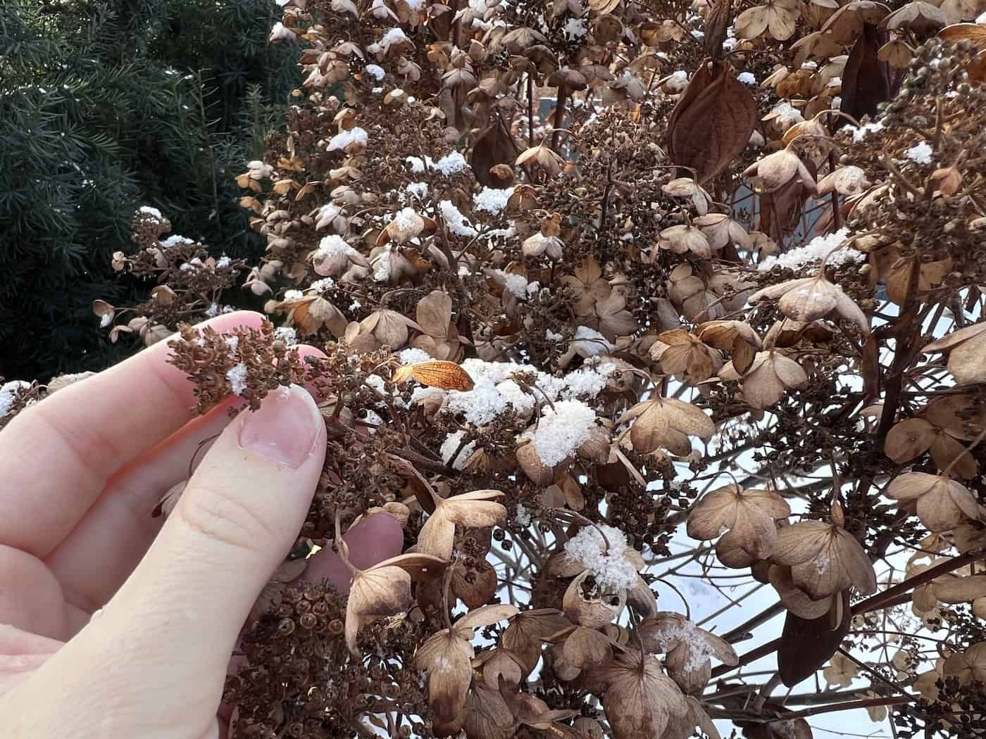 Dried hydrangea flowers with dusting of snow