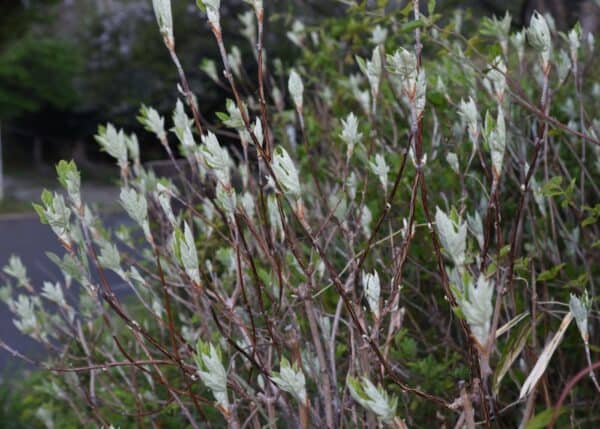 What to plant with oakleaf hydrangea: Companion planting guide | Home ...
