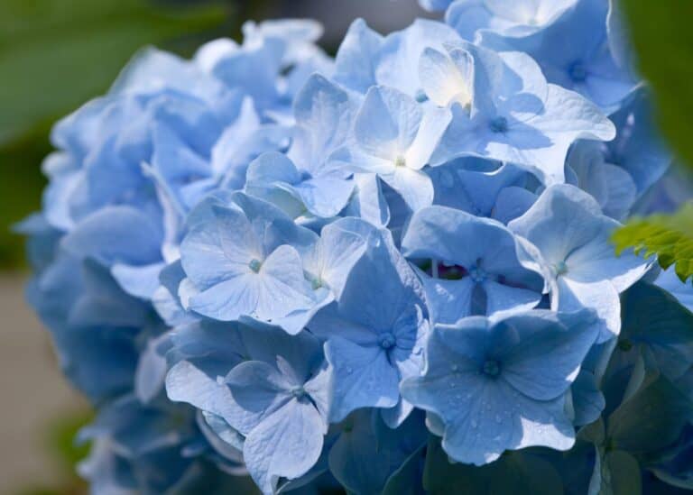 Endless summer hydrangeas blue flowers
