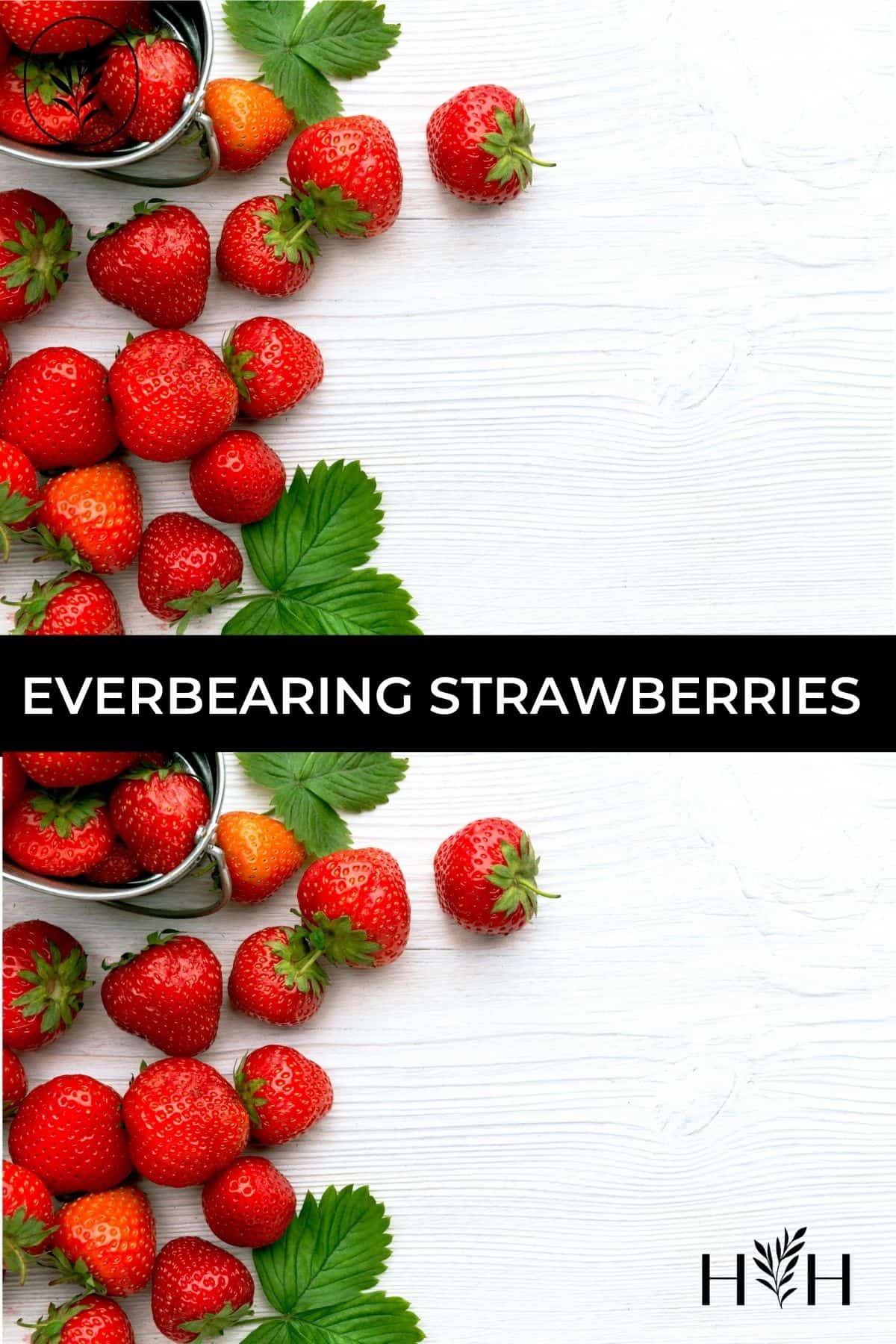 Everbearing strawberries via @home4theharvest