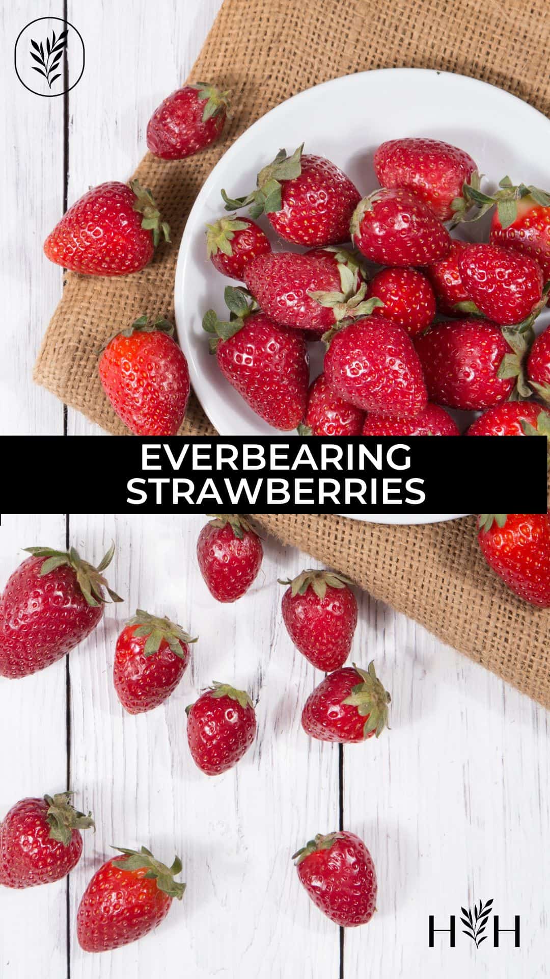 Everbearing strawberries via @home4theharvest