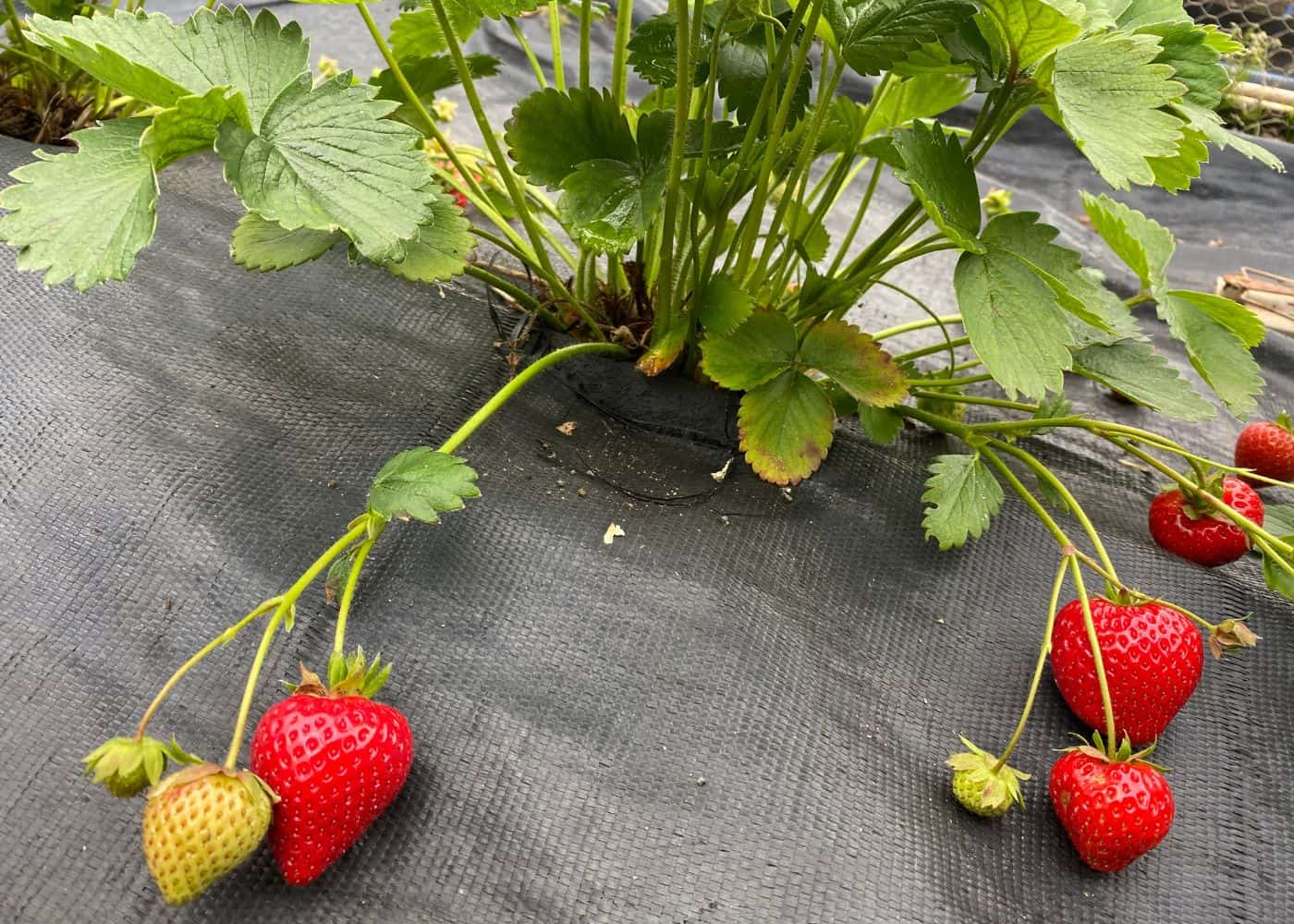 Everbearing strawberries