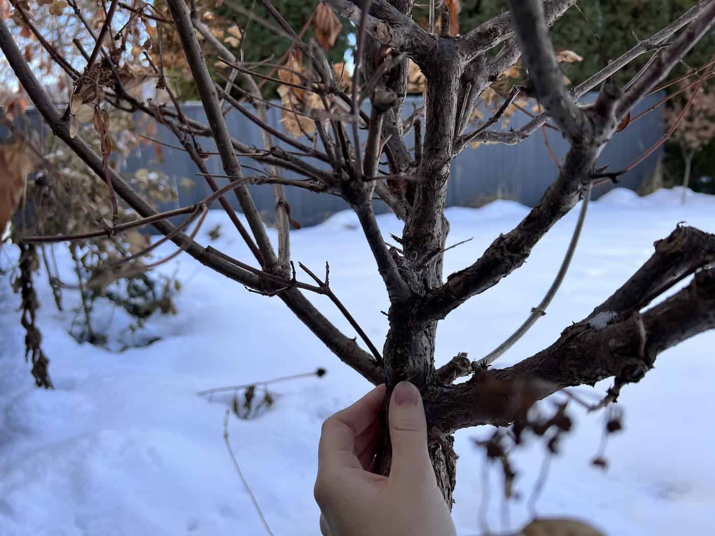 Examining structure of hydrangea tree main branches
