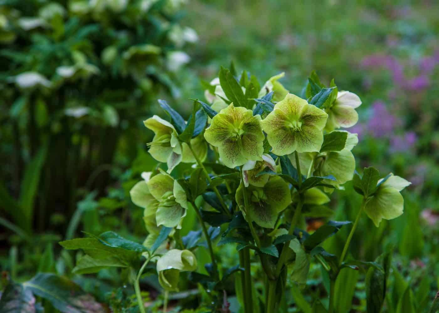 Hellebores in the shade