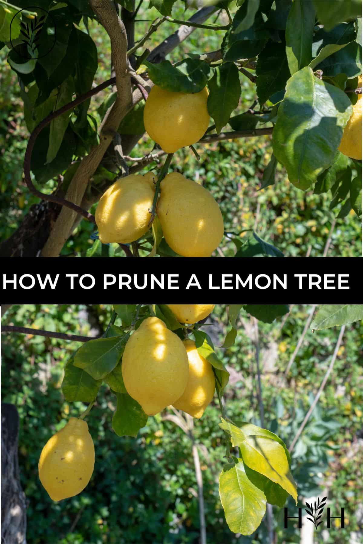 How to prune a lemon tree via @home4theharvest