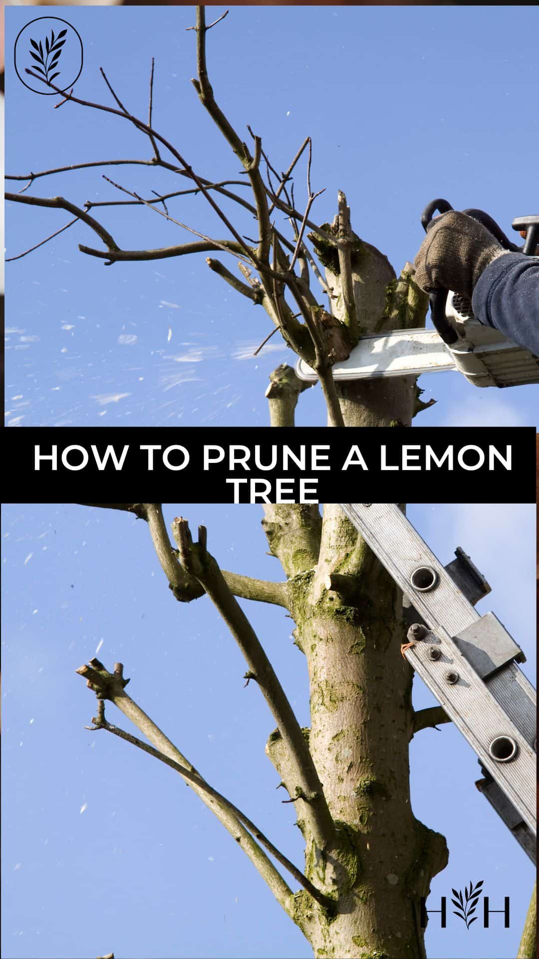 How to prune a lemon tree via @home4theharvest