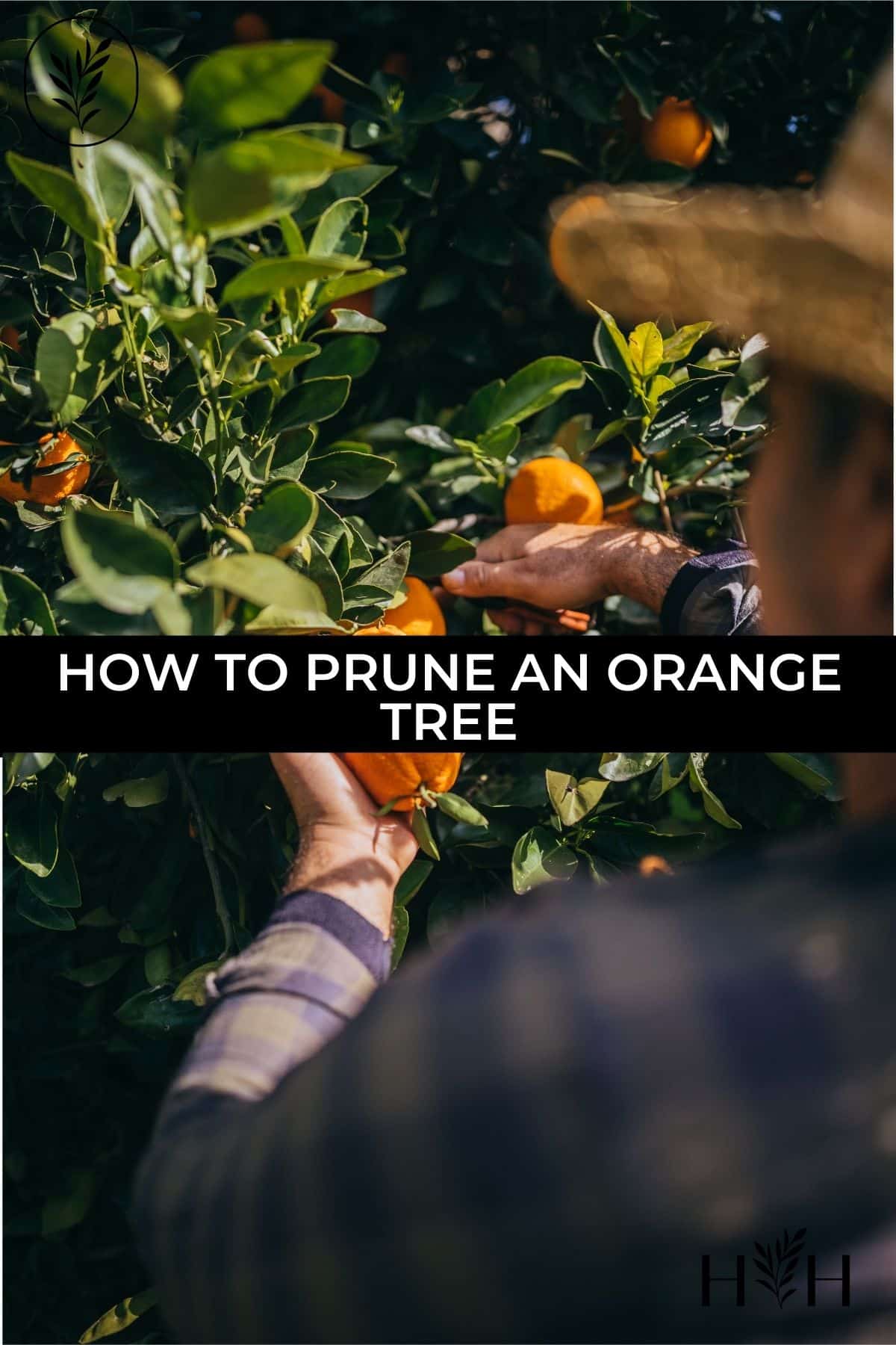 How to prune an orange tree via @home4theharvest