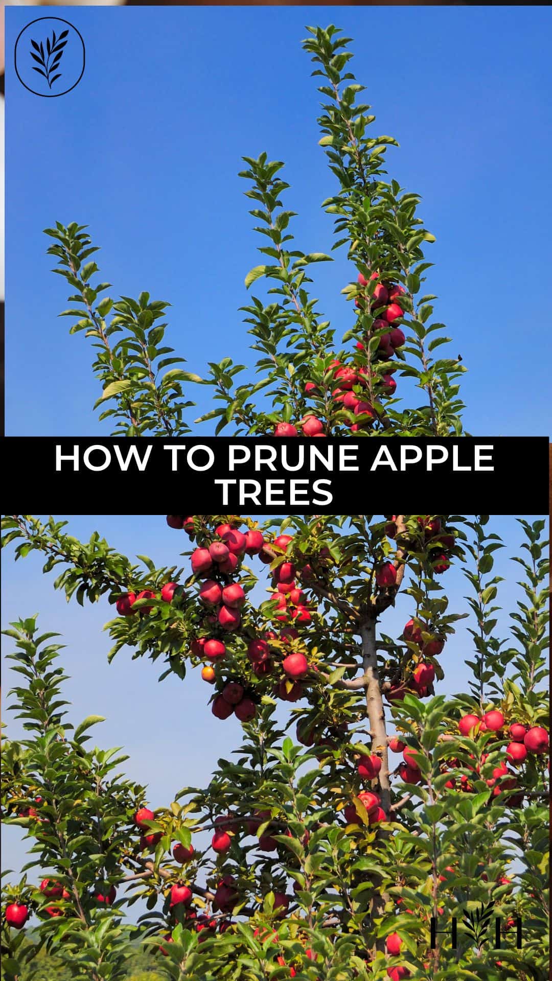 How to prune apple trees via @home4theharvest