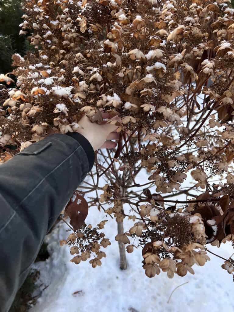 When and how to trim a hydrangea tree? (pruning tips)
