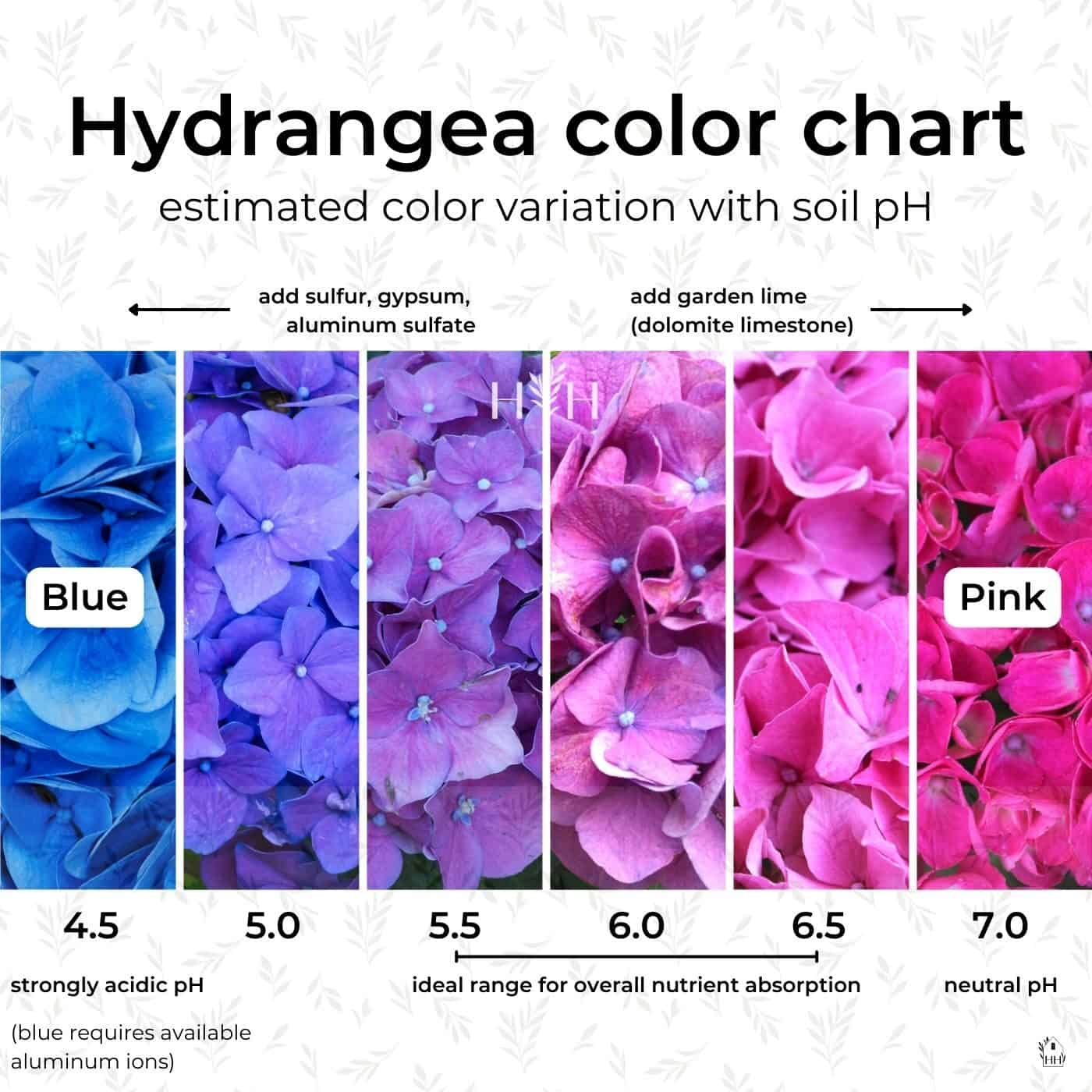 Hydrangea color chart - home for the harvest - gardening website