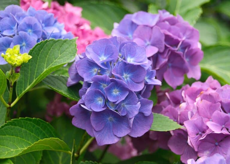 How to change hydrangea color