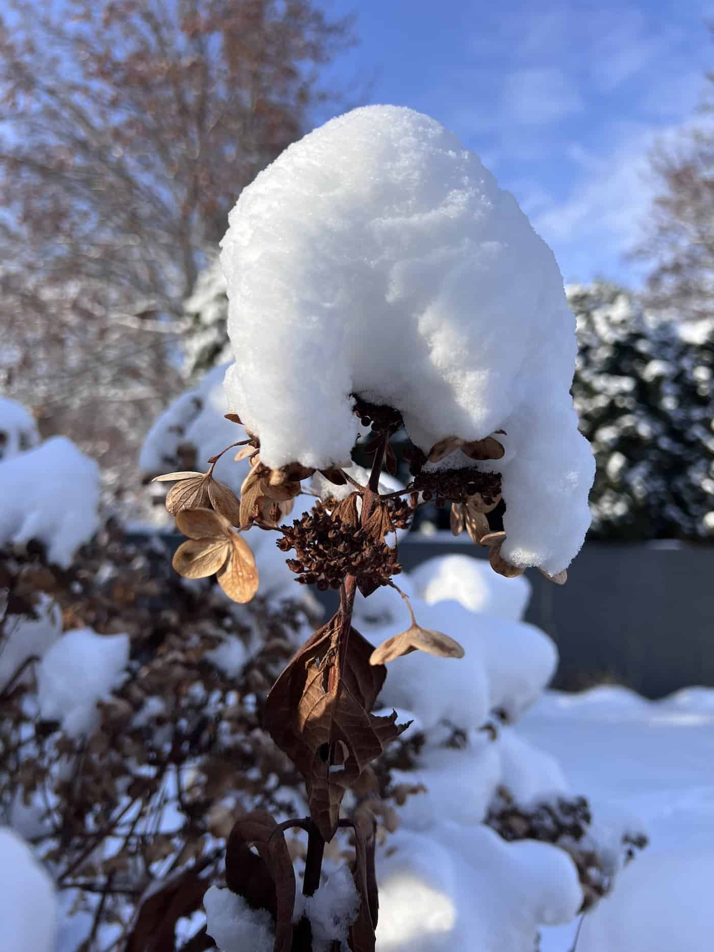 Hydrangea tree dried blossom with snow in winter