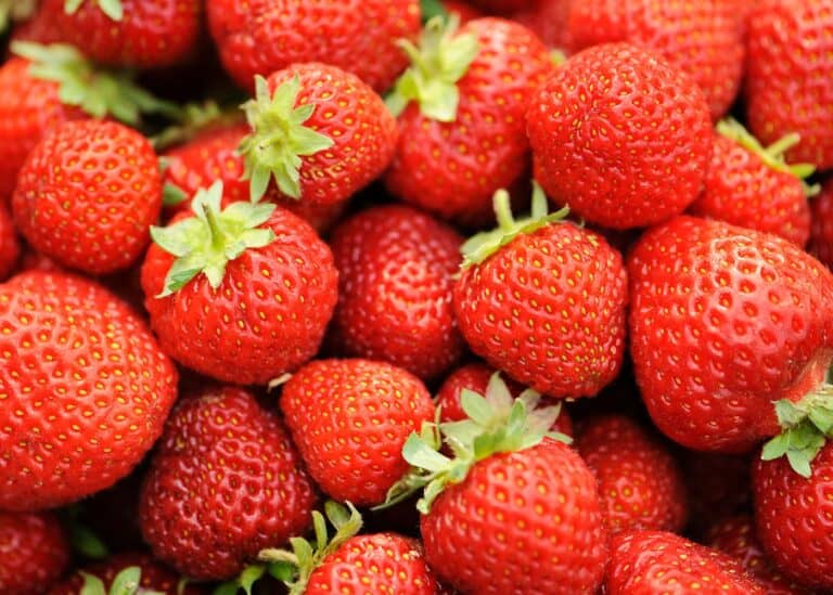 June bearing strawberries - honeoye variety