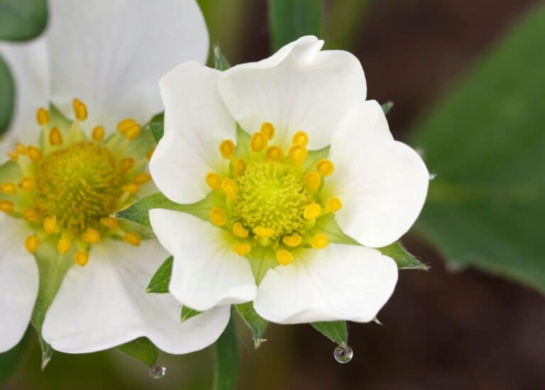 June bearing strawberries 🍓 ⌛ Delicious early summer delights