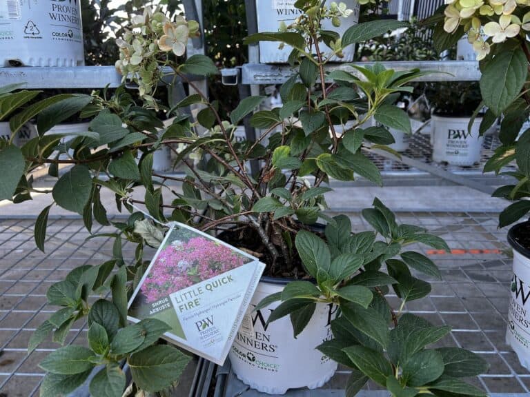 6 Little Quick Fire hydrangea companion plants to brighten your garden