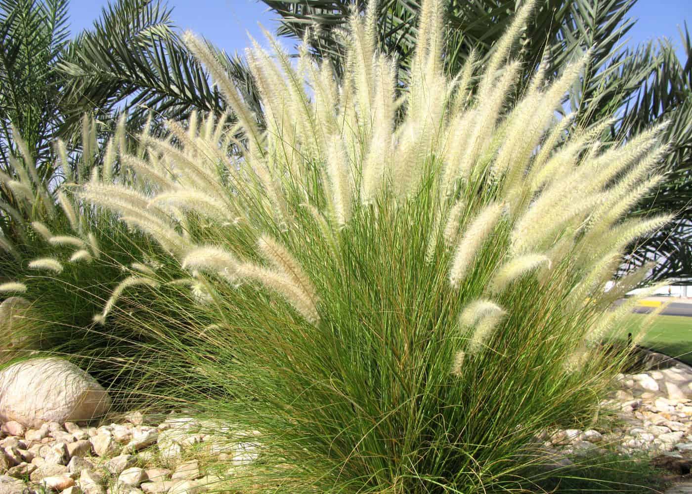 Ornamental grass