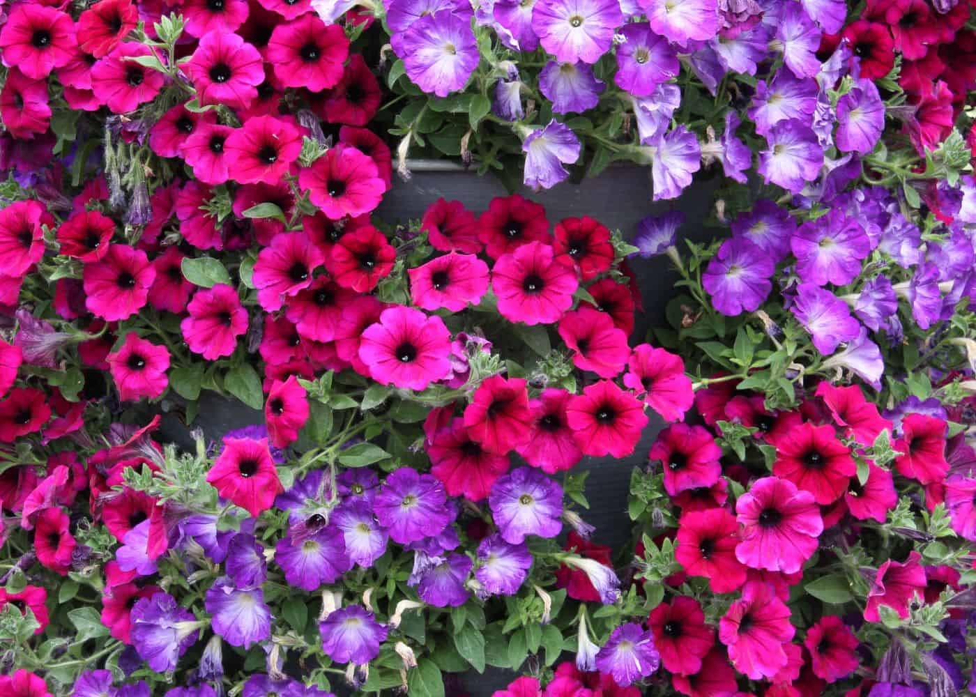 Petunia flowers - annuals - pink and purple
